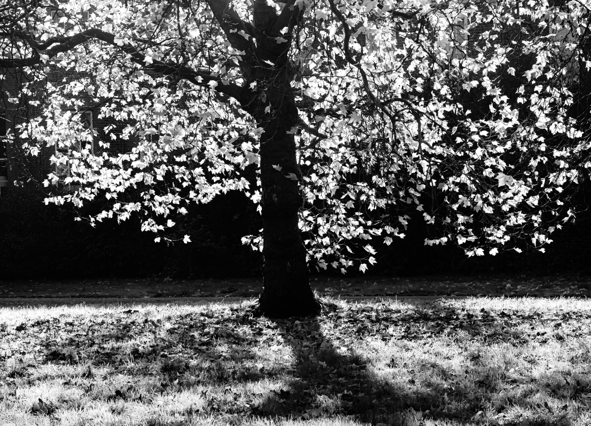 glowing_tree_bw-1.jpg