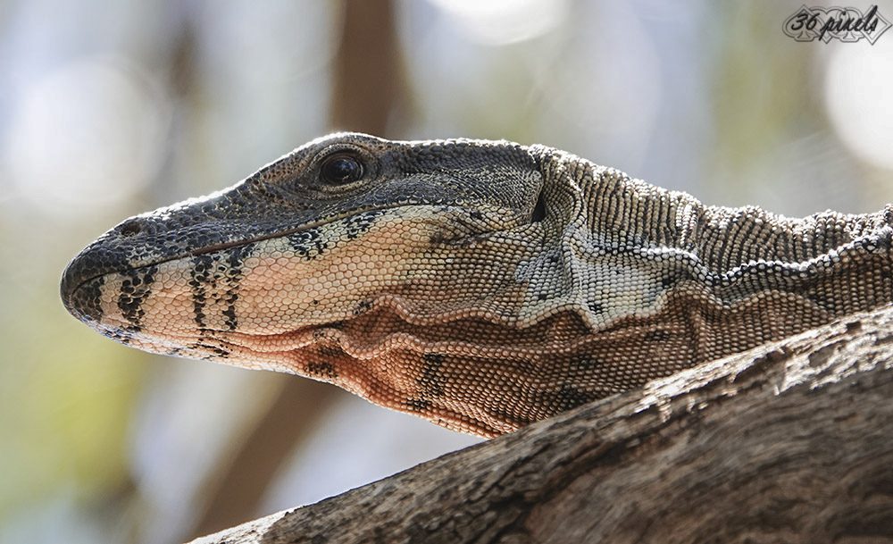 Goanna two 7-12-19 (29).JPG