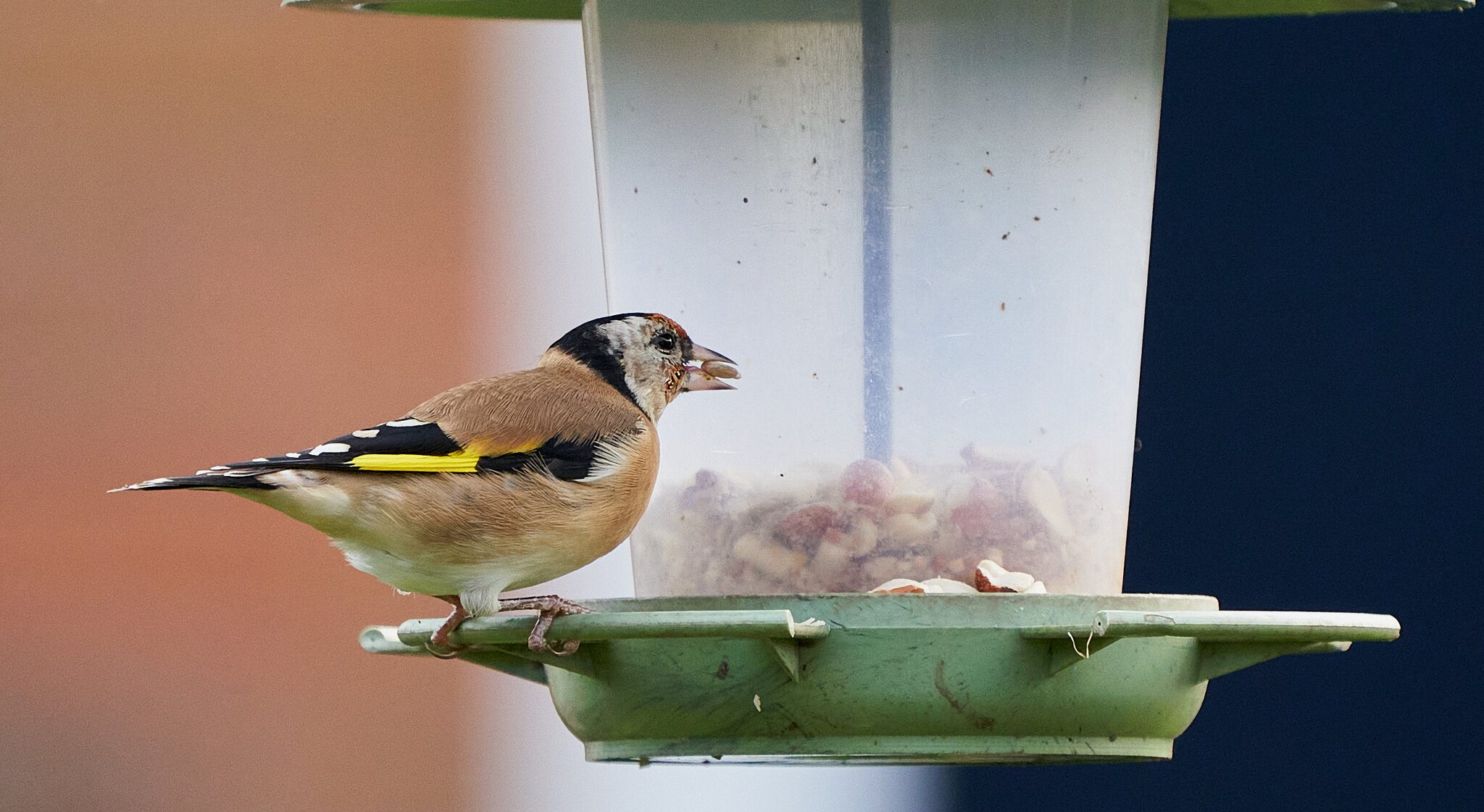 goldfinch 1.jpg