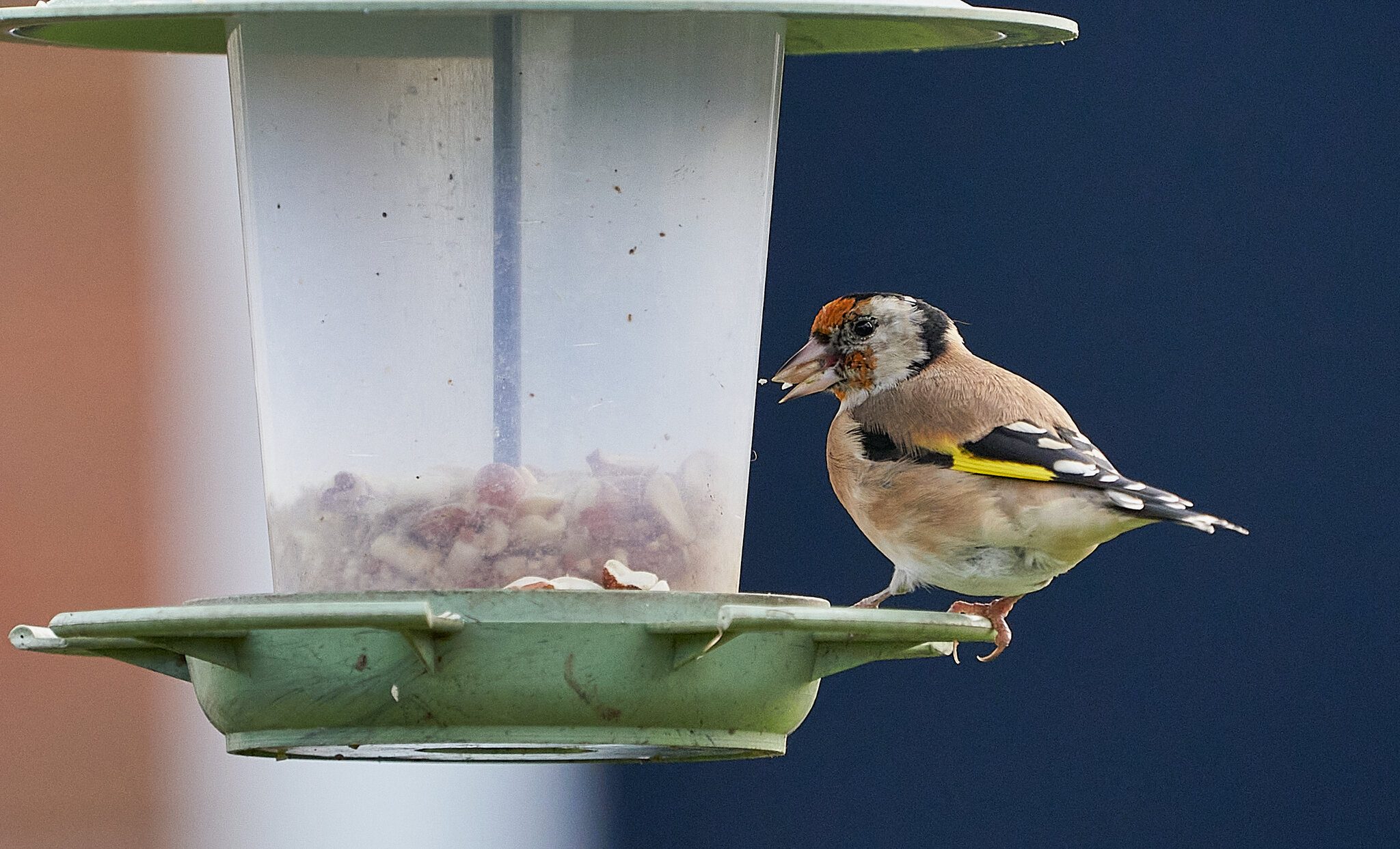 goldfinch 12.jpg