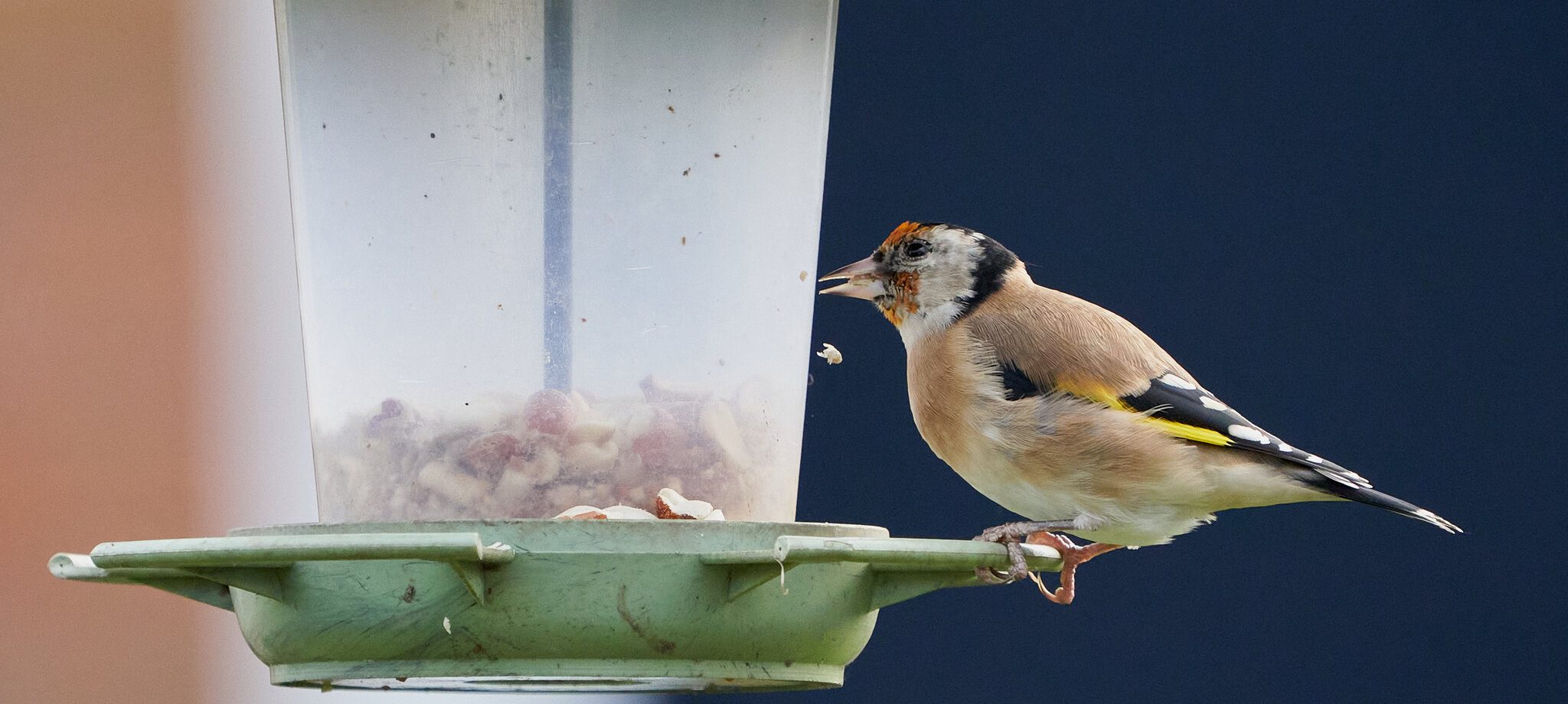 goldfinch 2.jpg