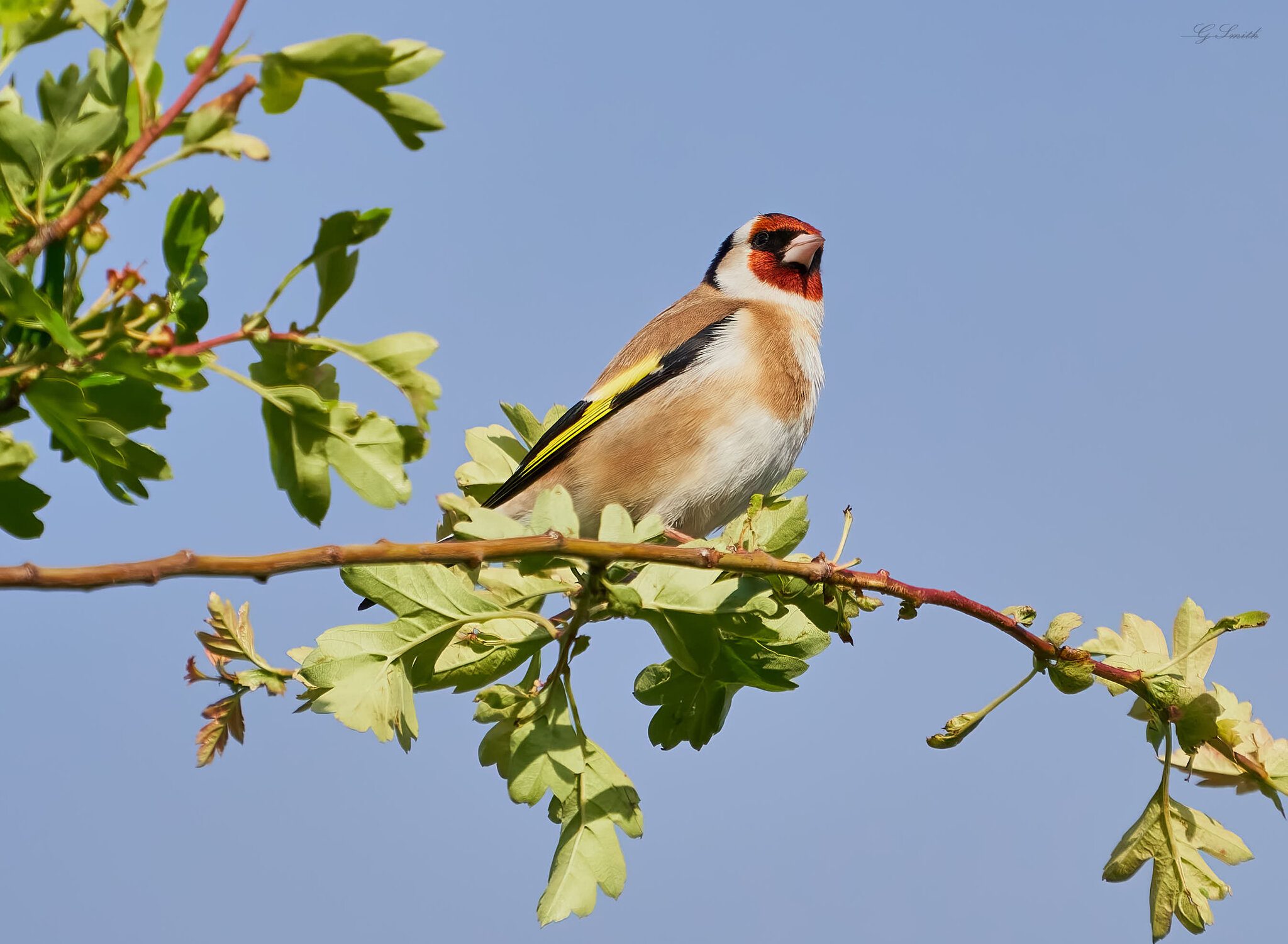 goldfinch  2022 2.jpg