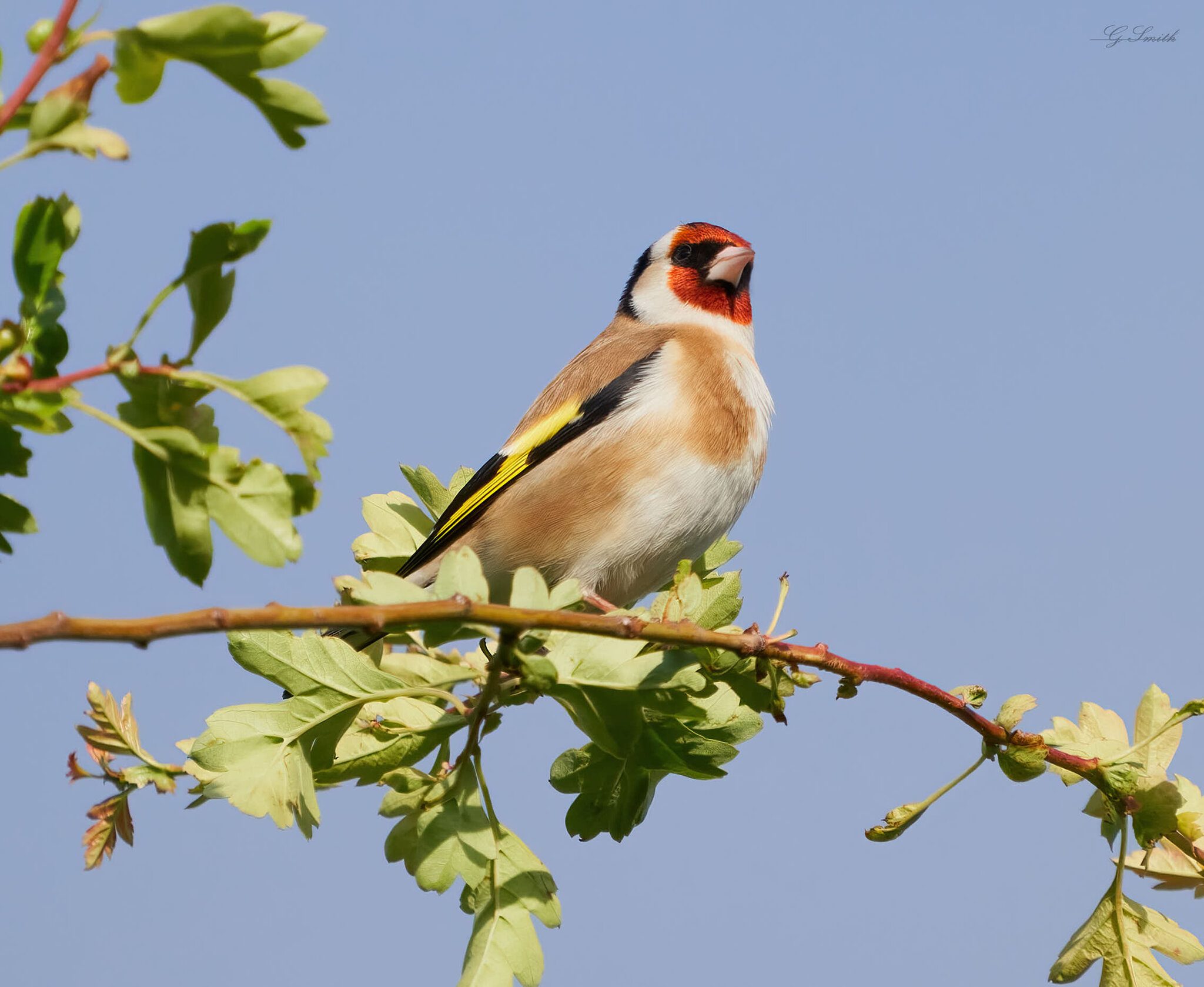 goldfinch 2022 6.jpg