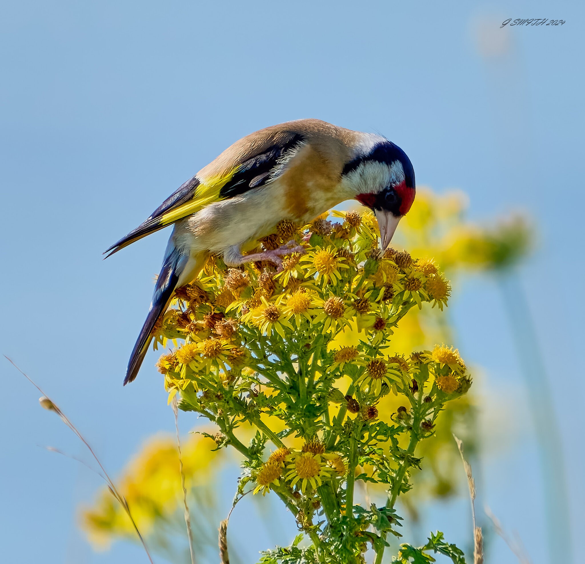 goldfinch 2024 1 (2).jpg