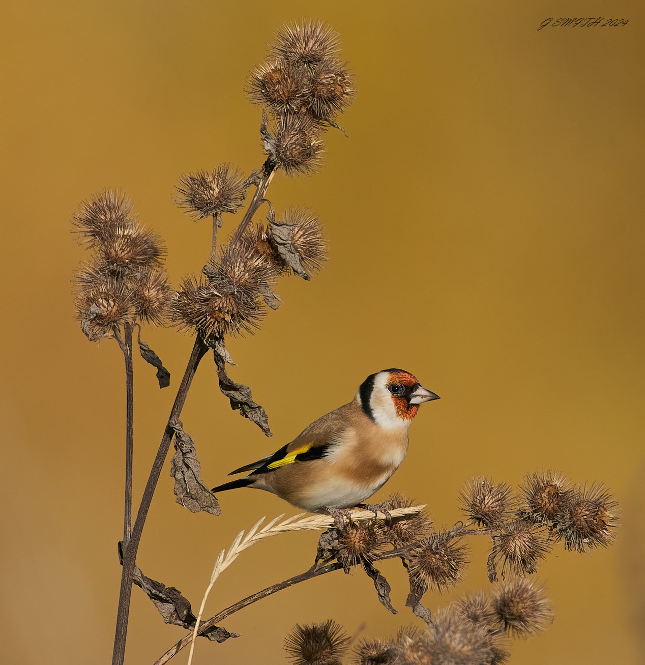 goldfinch 2024 1 (7).jpg