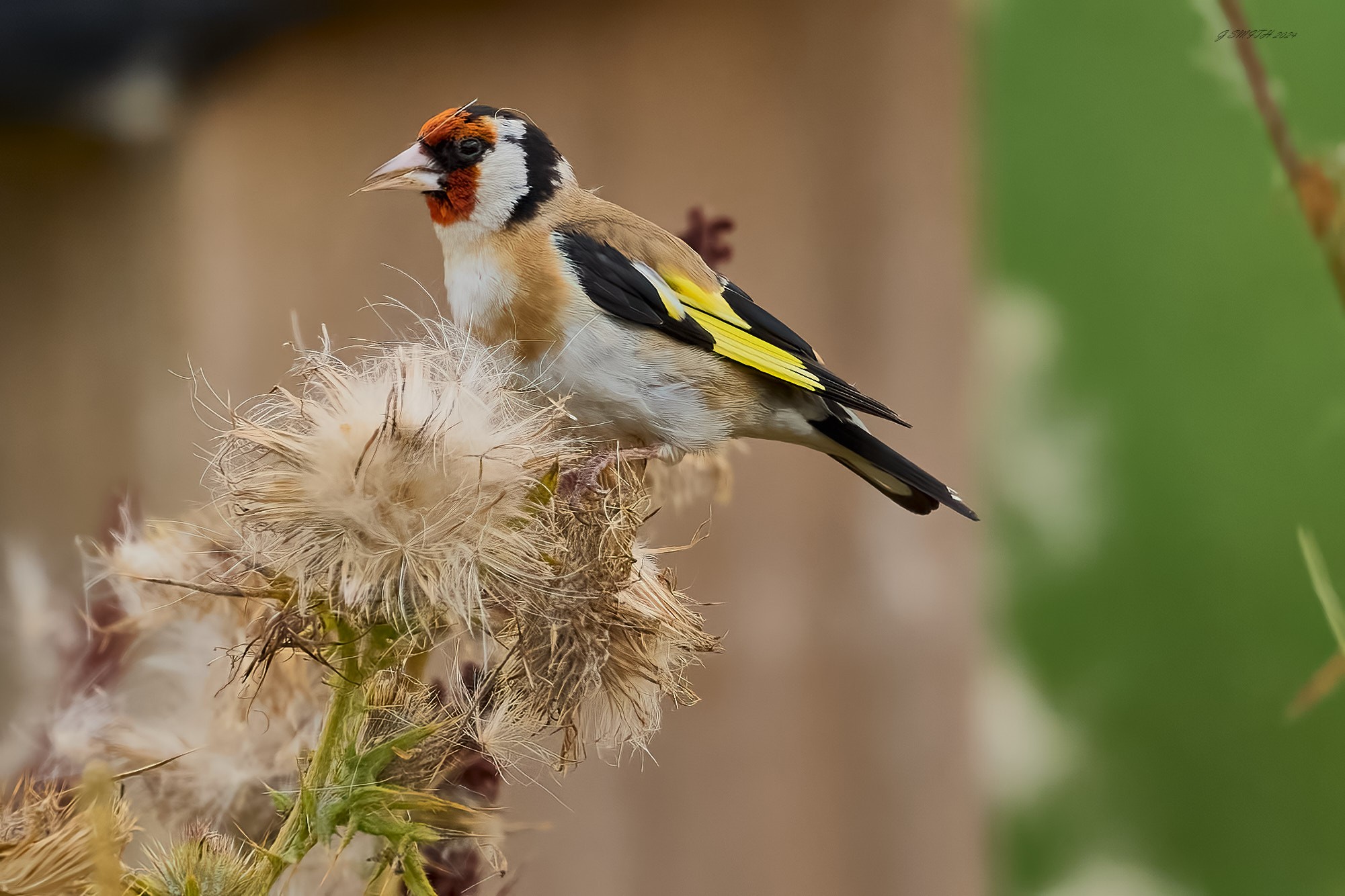 goldfinch 2024 1.jpg