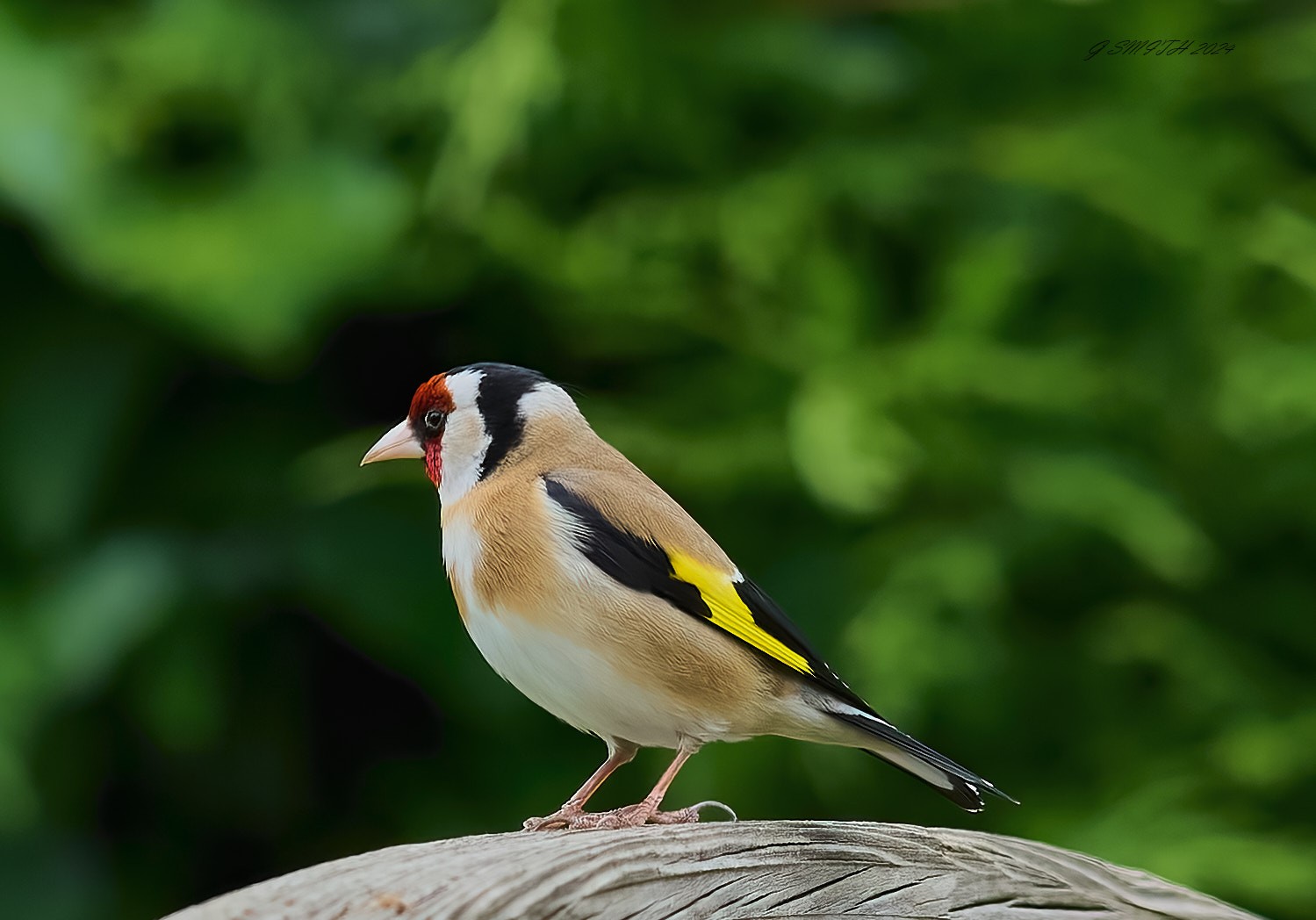 goldfinch 2024 2.jpg