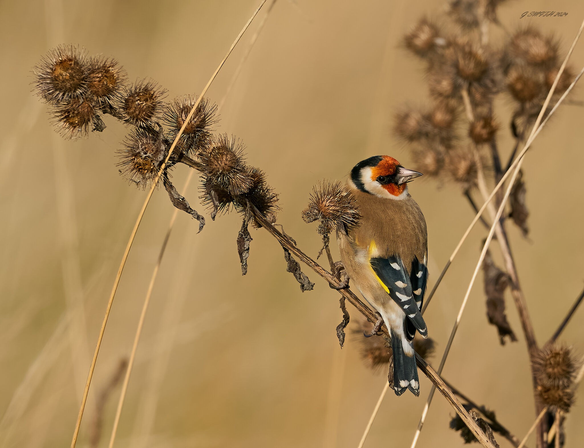 goldfinch 2024 3 (2).jpg