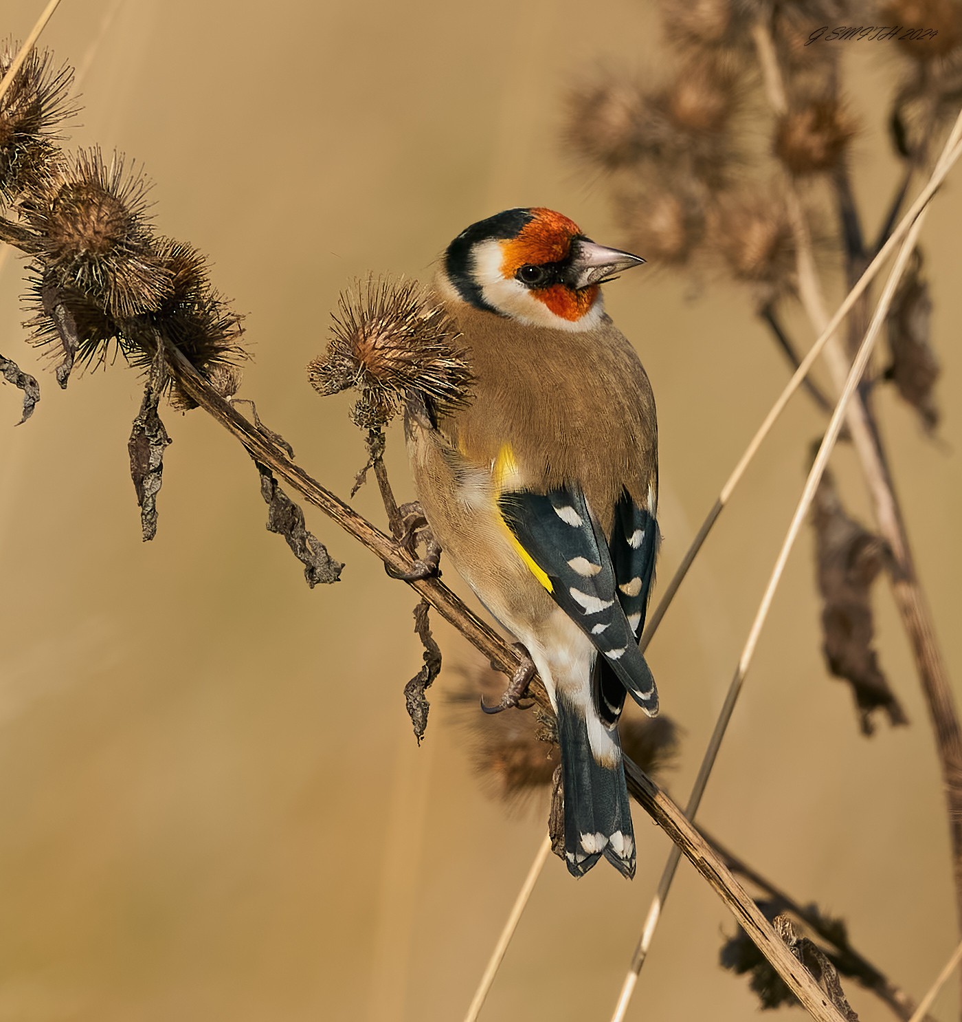 goldfinch 2024 4 (2).jpg