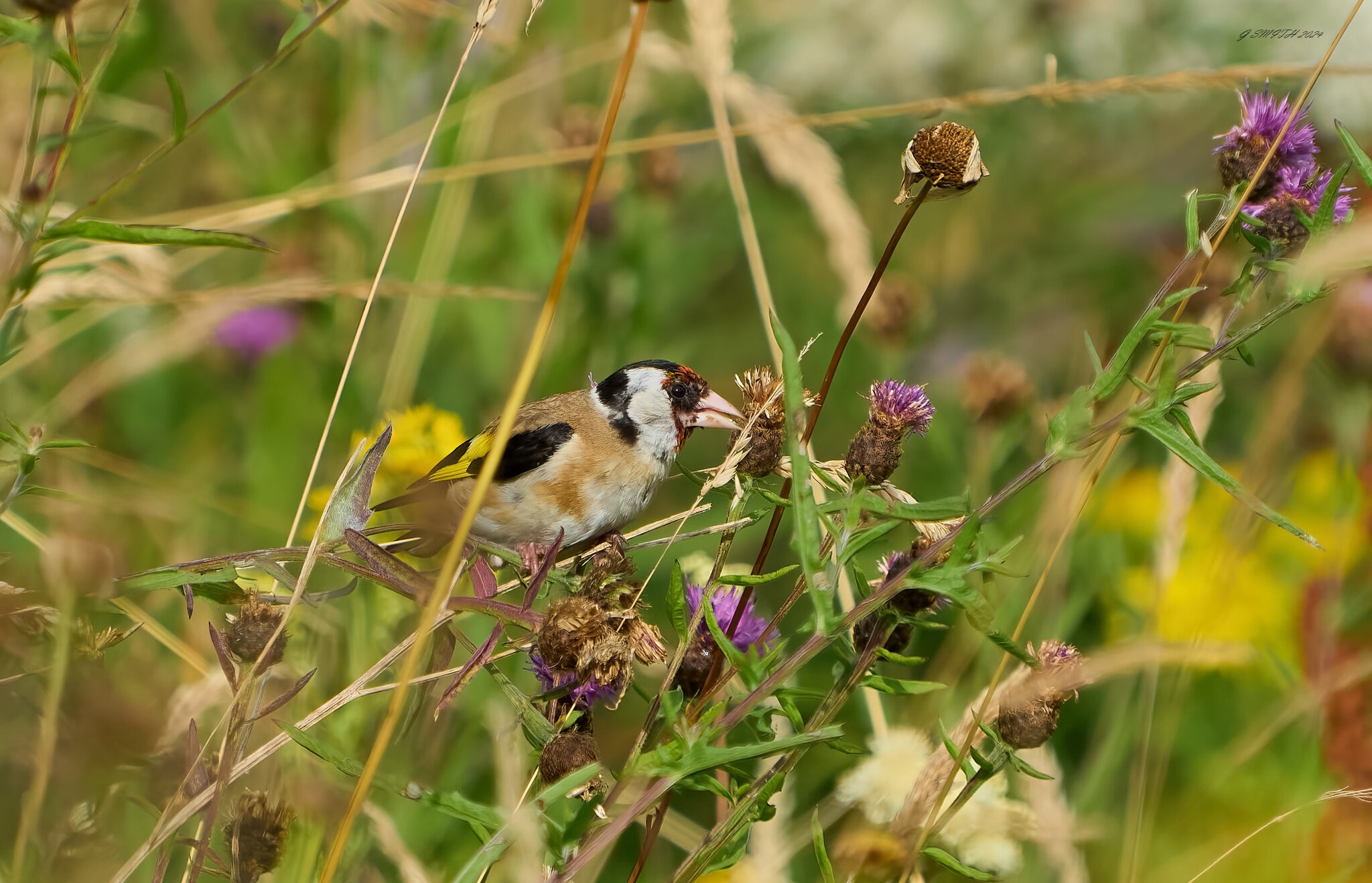 goldfinch 2024 5.jpg