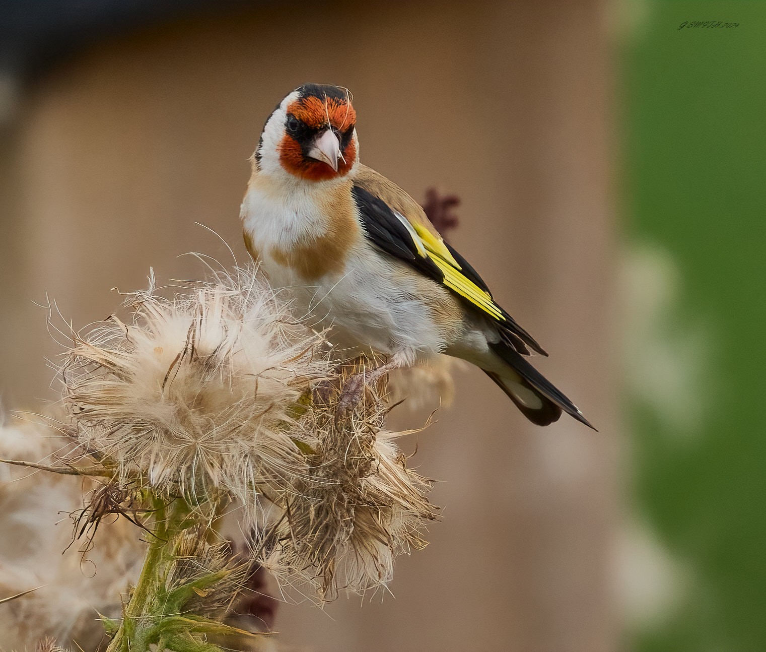 goldfinch 2024.jpg