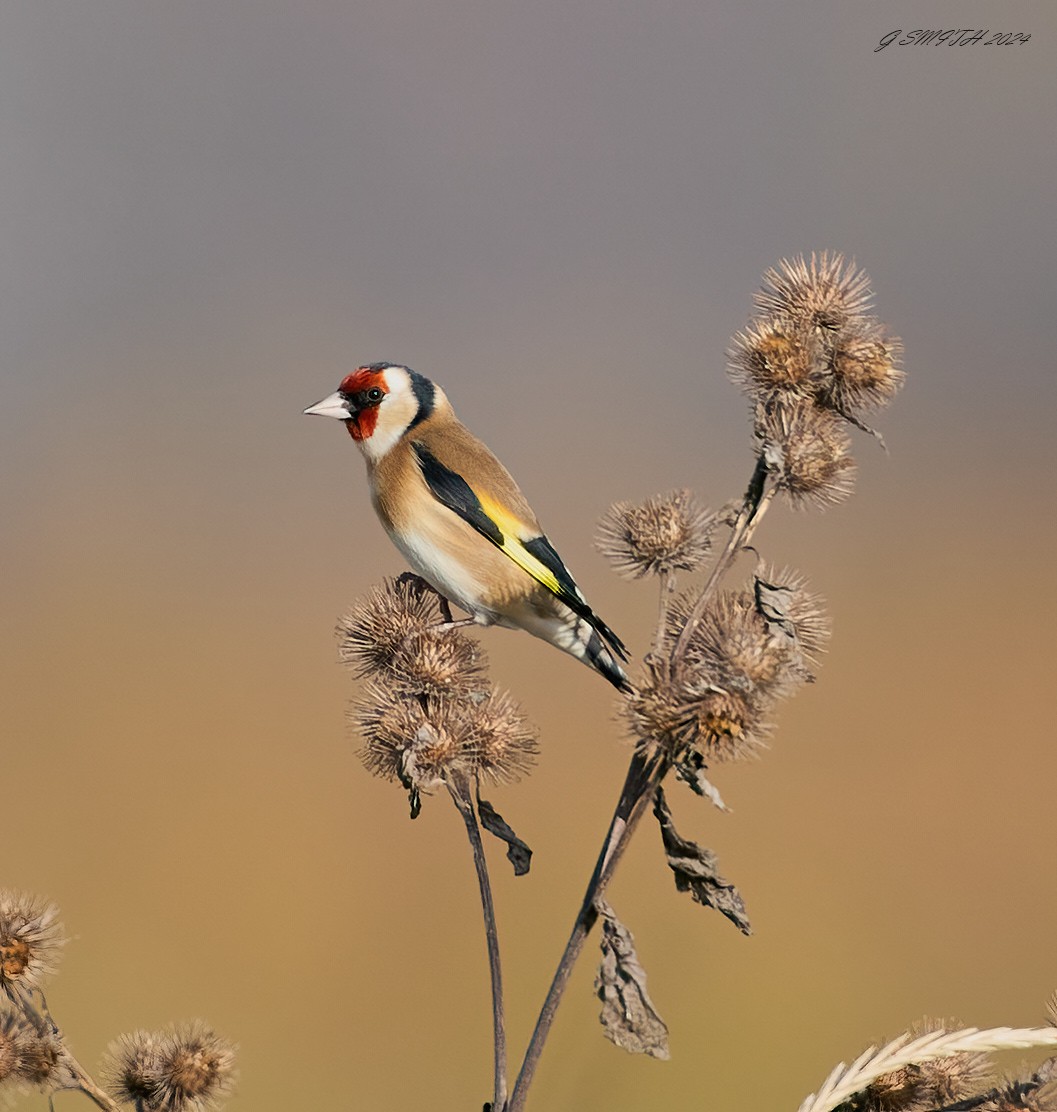 goldfinch 2024.jpg