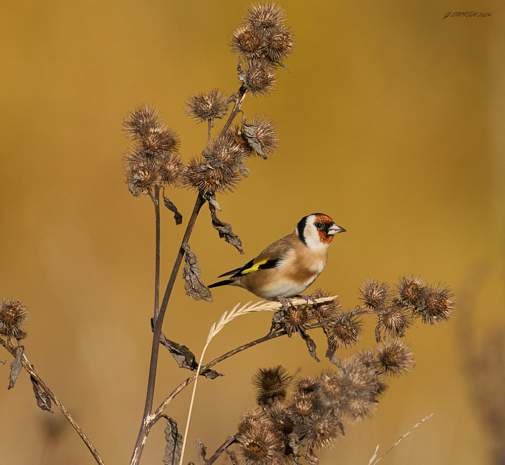 goldfinch  2024.jpg