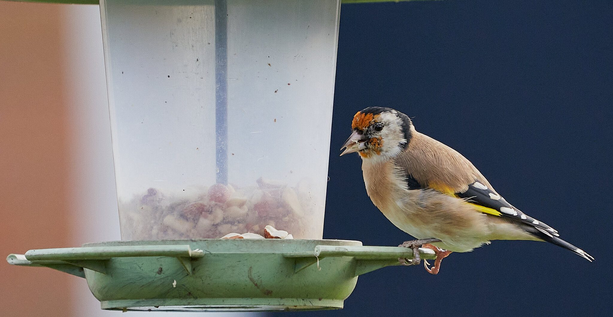 goldfinch 3.jpg