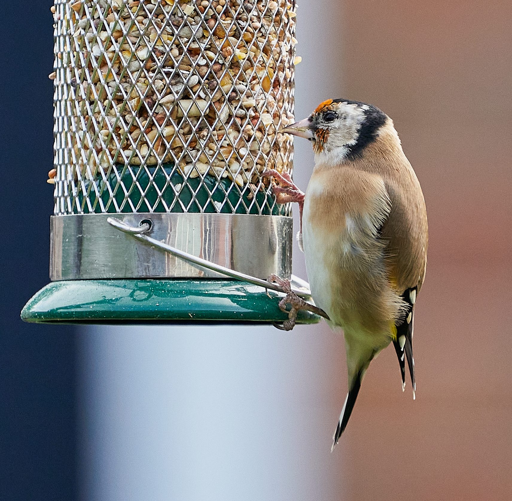 goldfinch 4.jpg