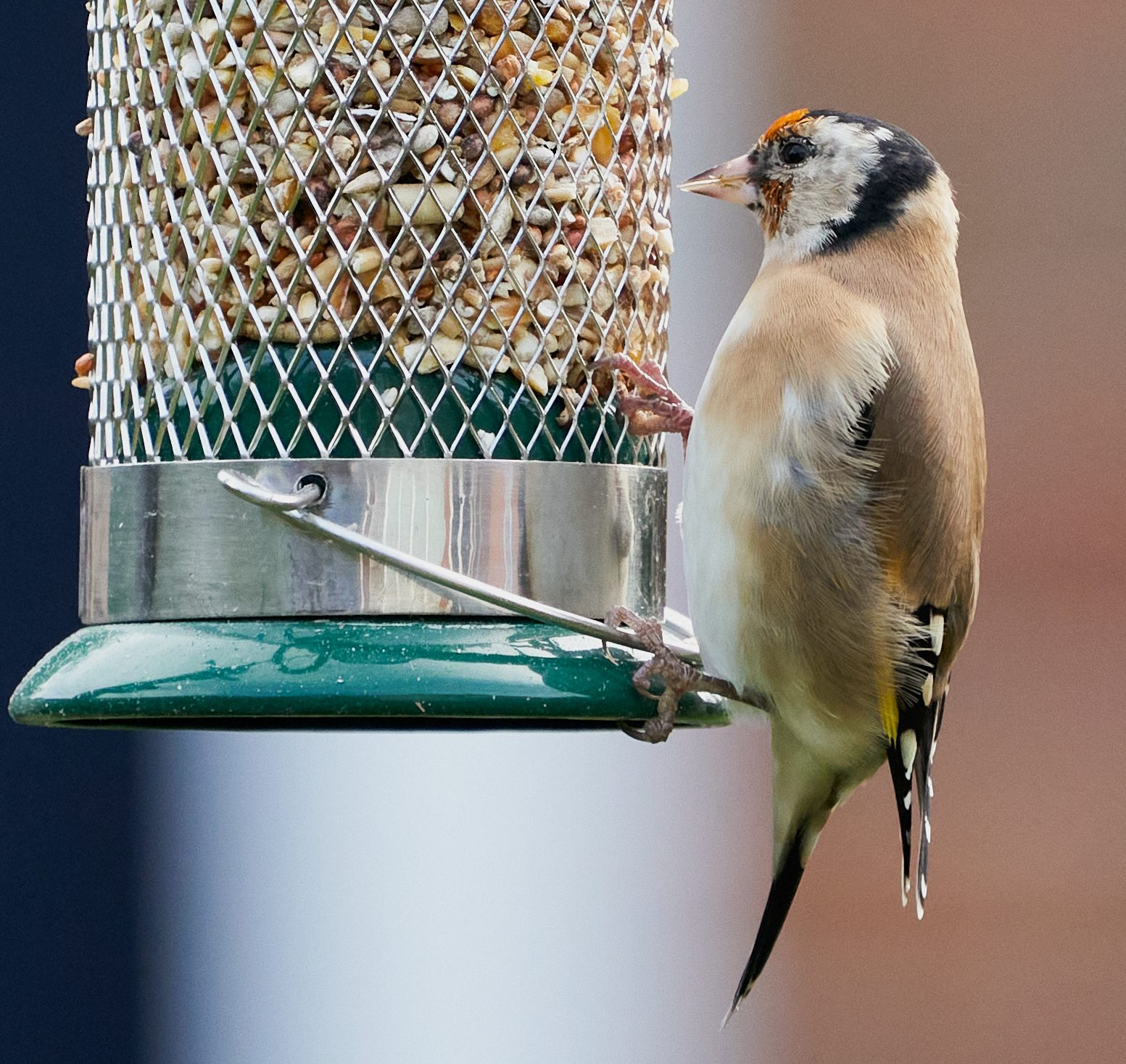 goldfinch 8.jpg