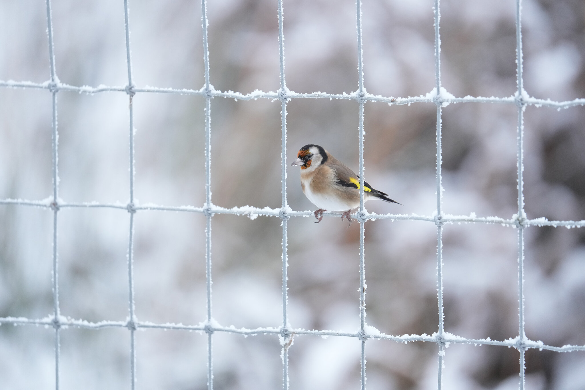 Goldfinch-DSC08086-3000px.jpg