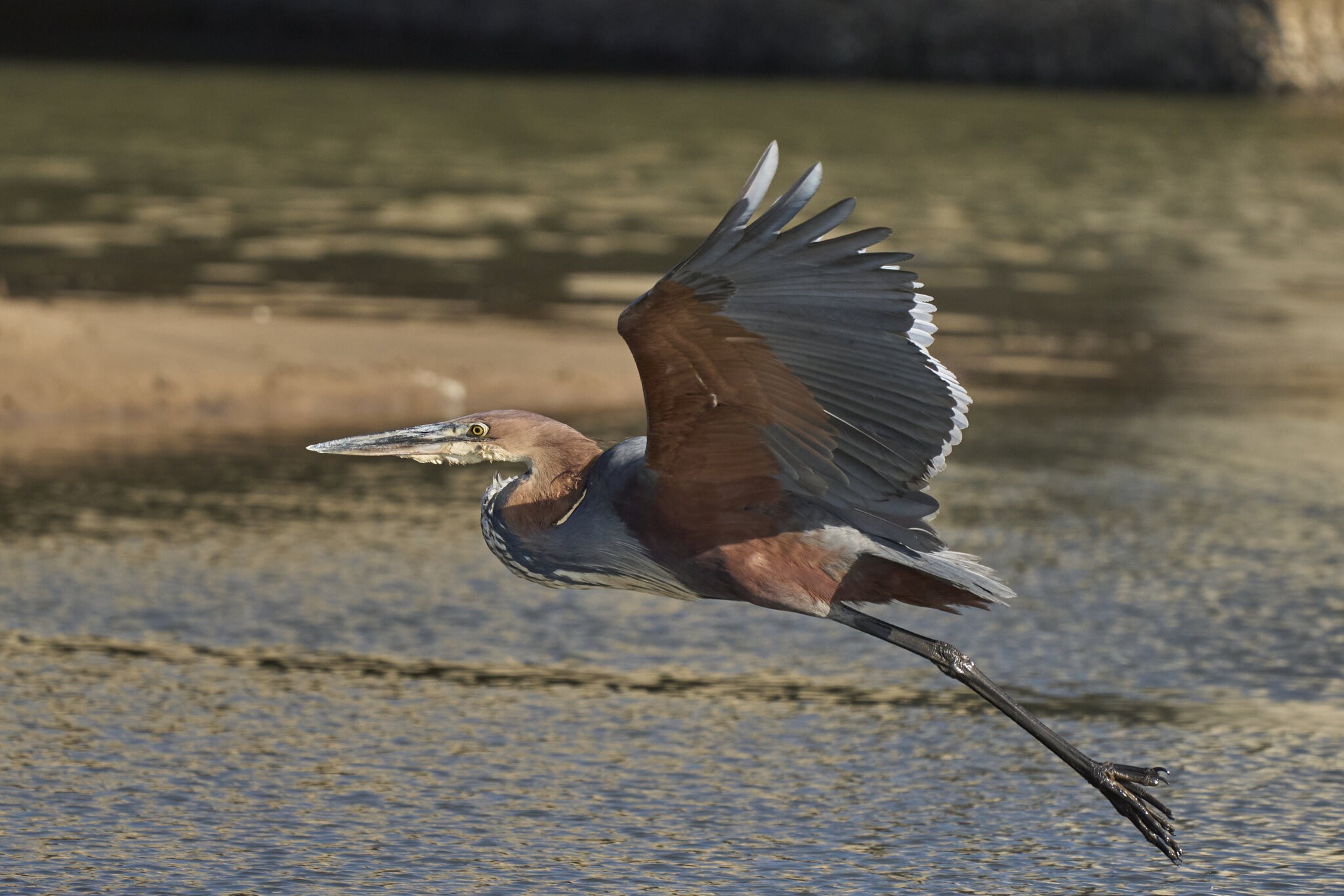 Goliath HeronDSC02950uck.jpg