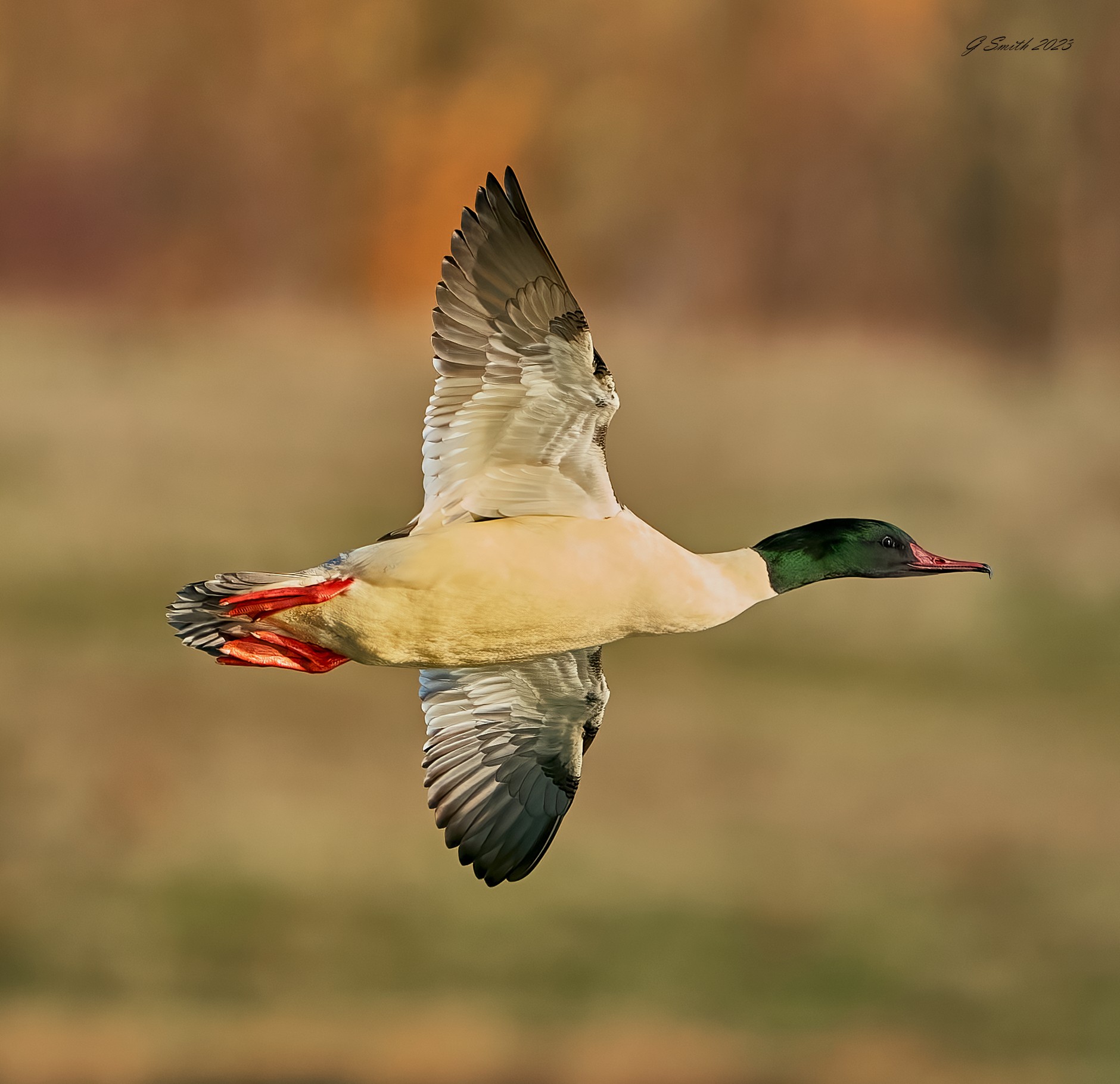 goosander 2023 18.jpg