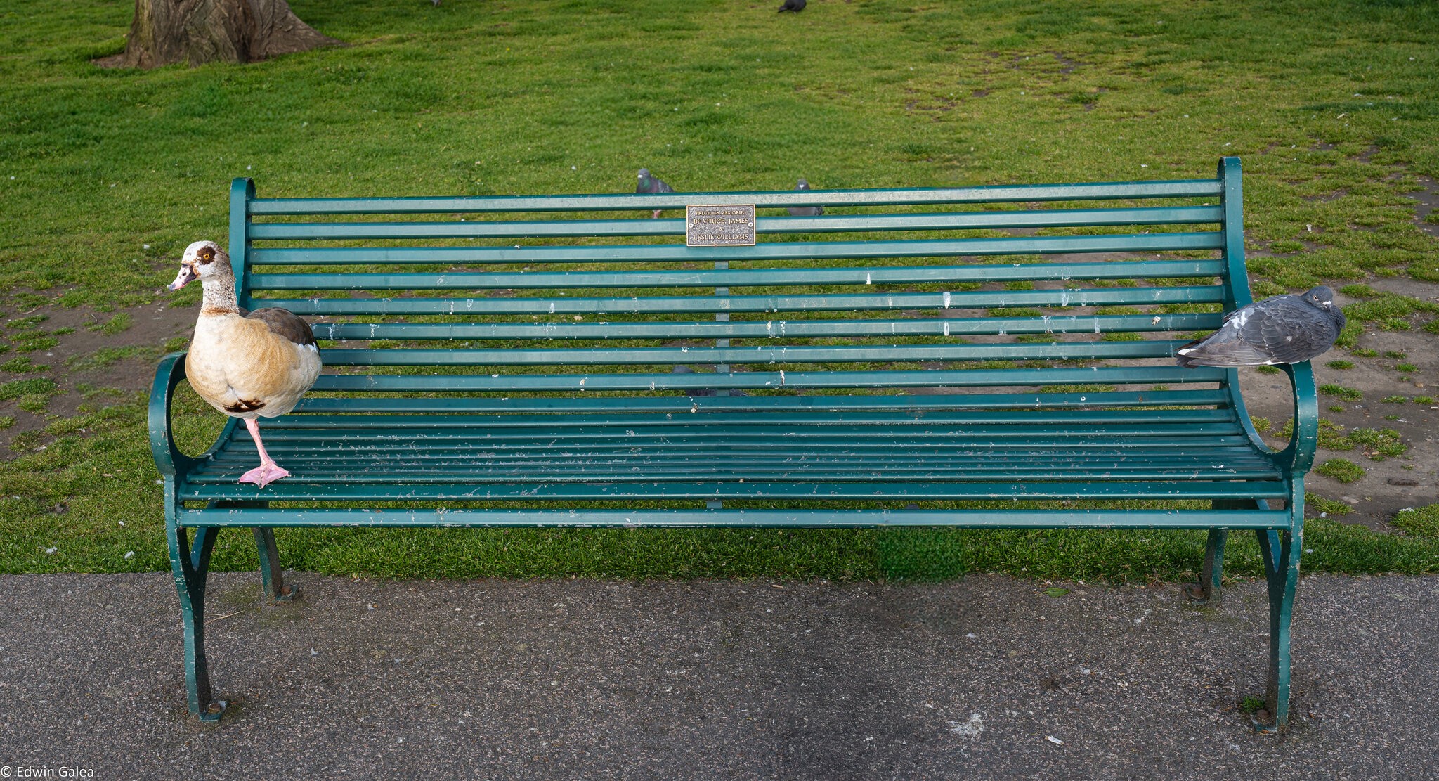 goose on bench-7.jpg