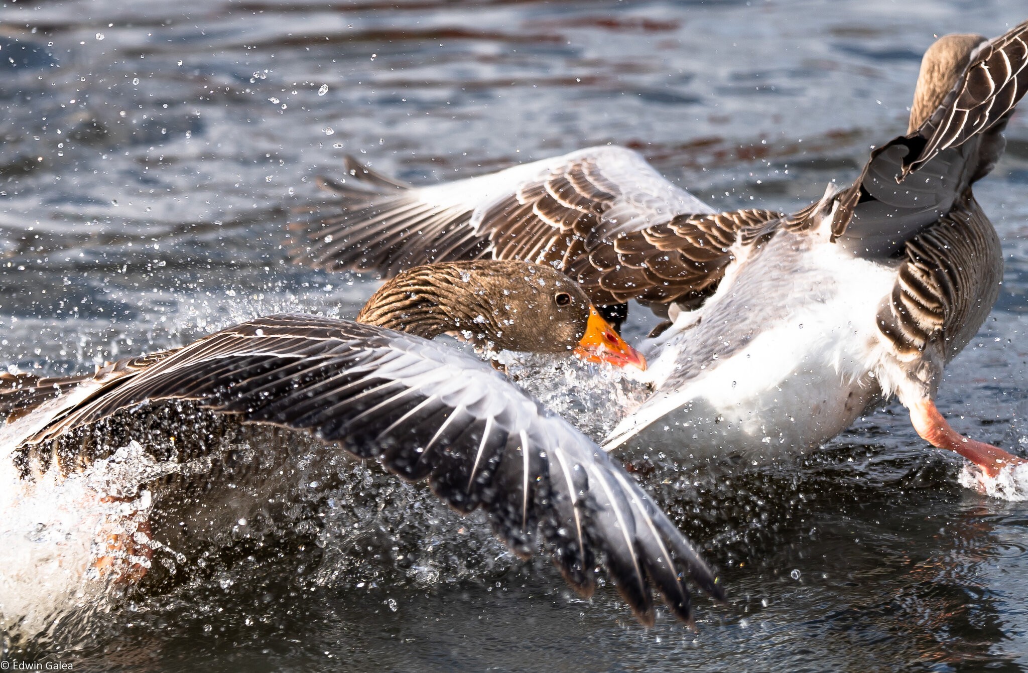 goose_fight-1.jpg