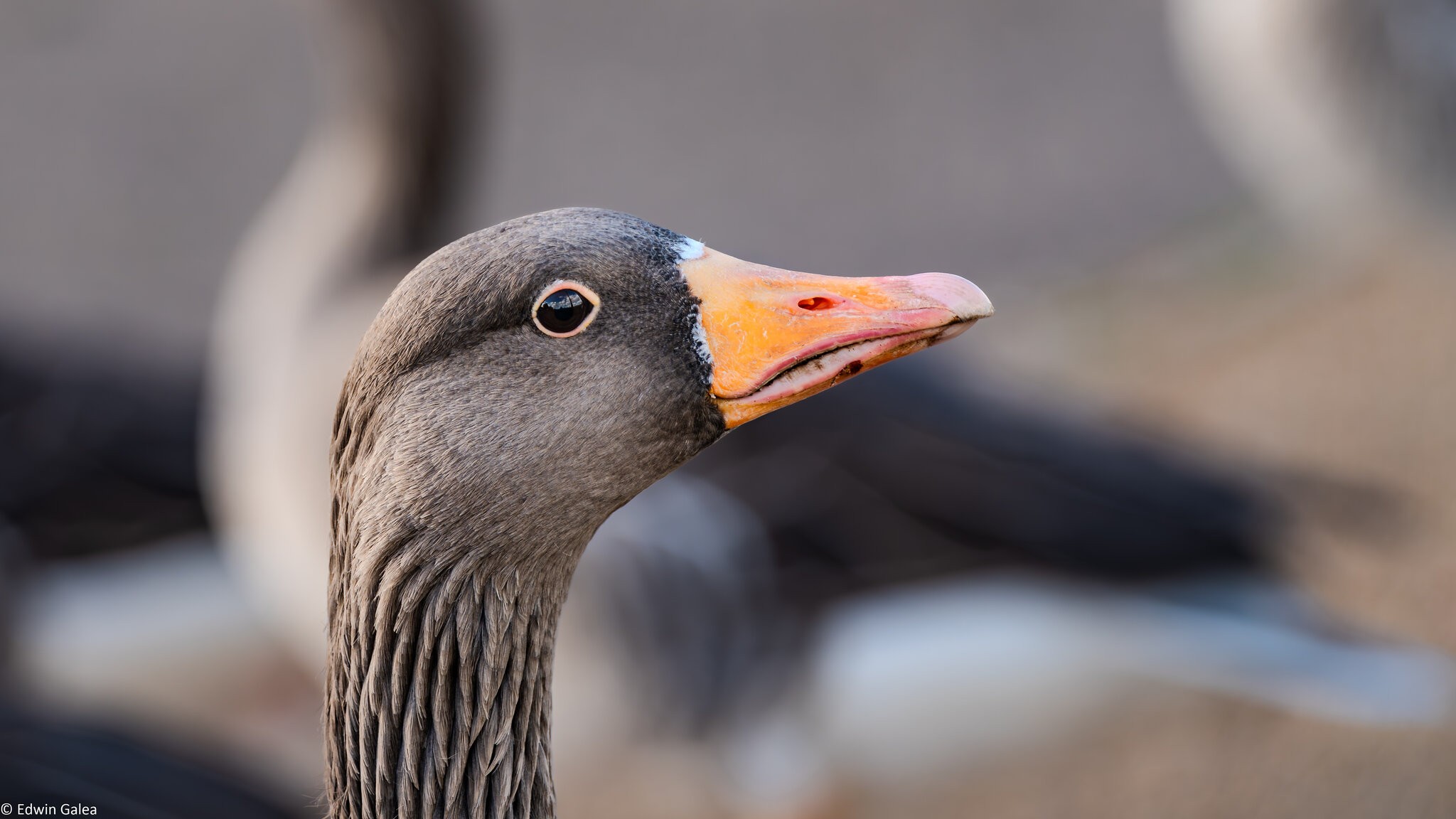 goose_hdr-2.jpg