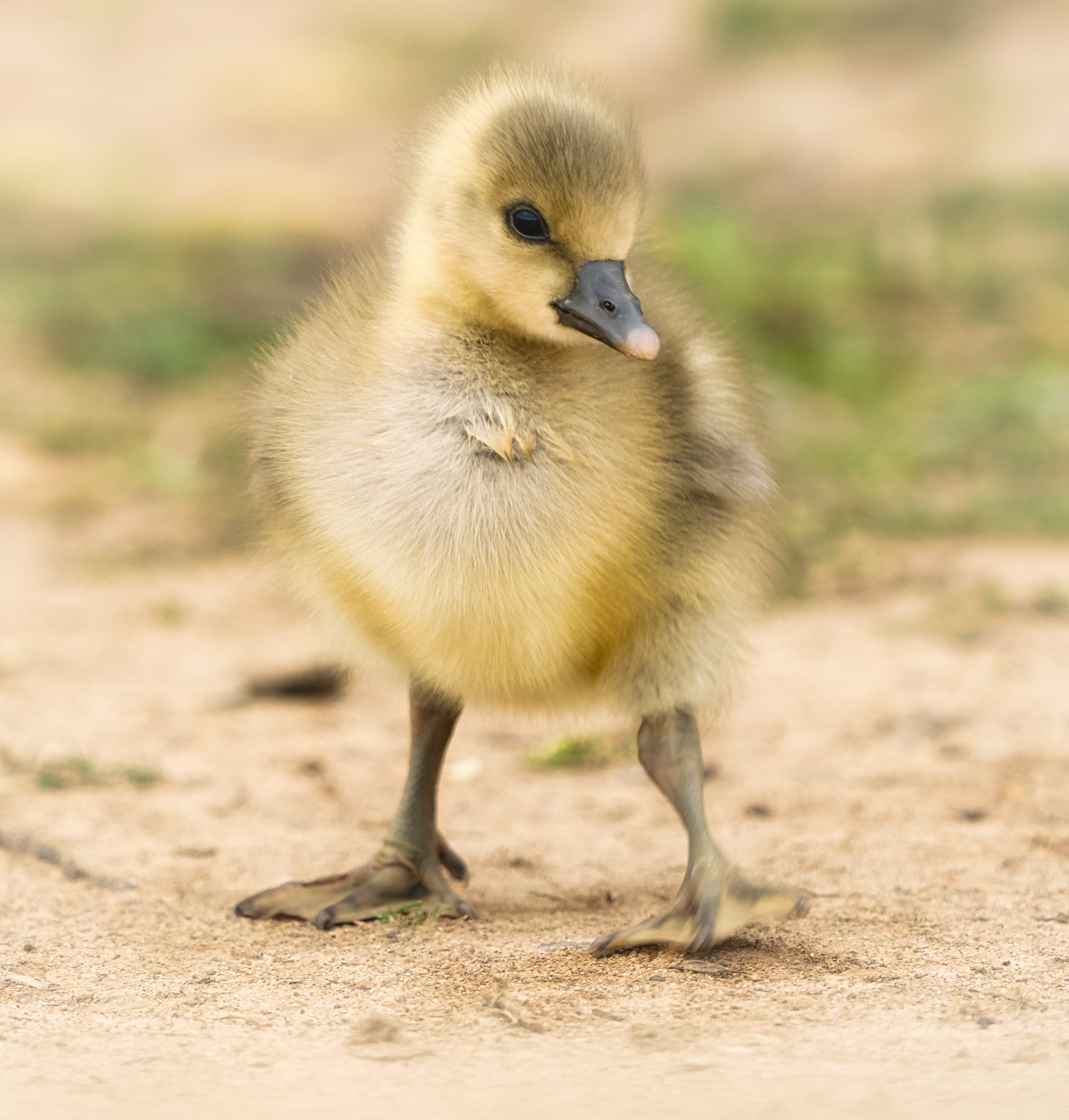 Gosling