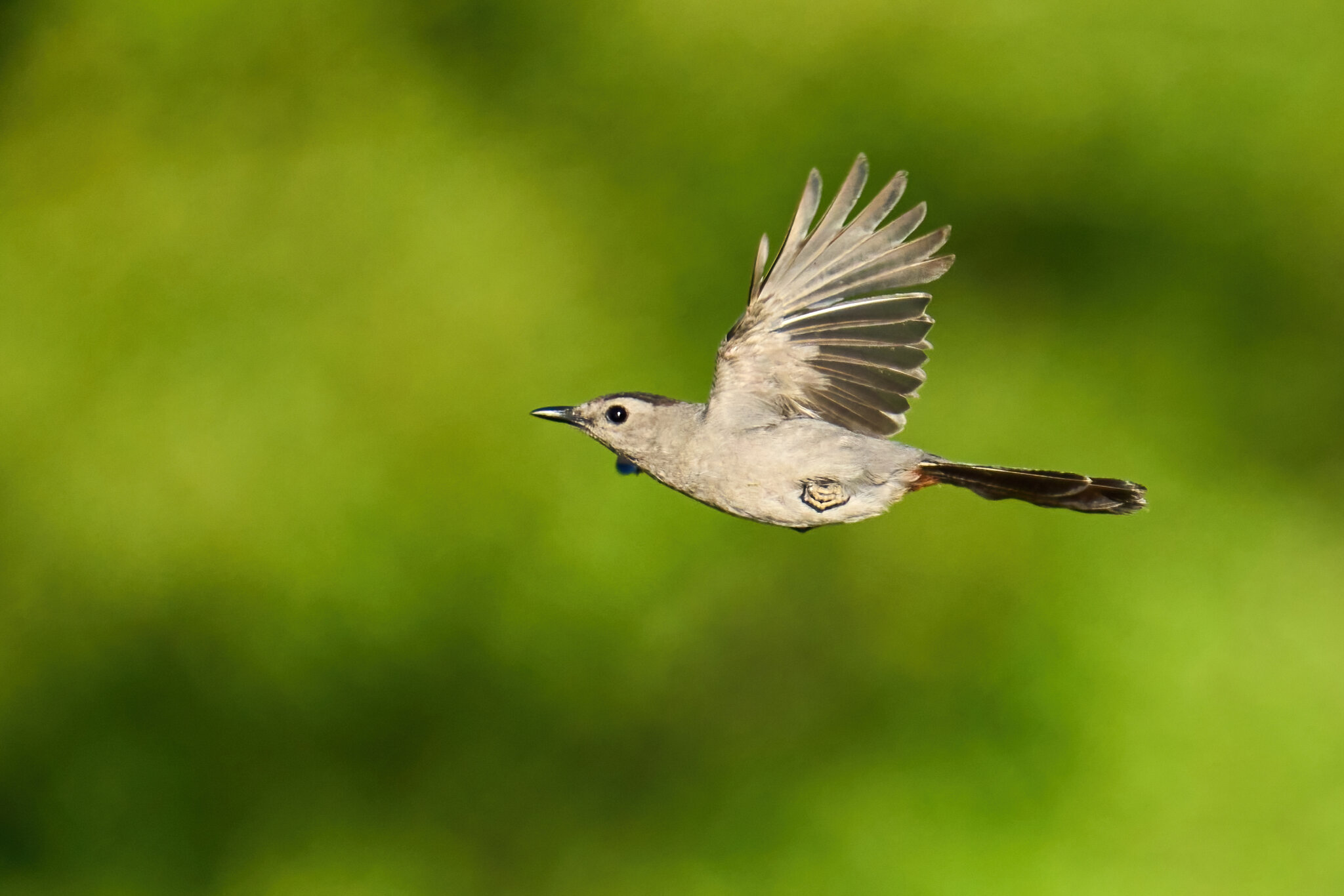 Gray Catbird - Bombay Hook NWR - 08142022 - 01-DN.jpg