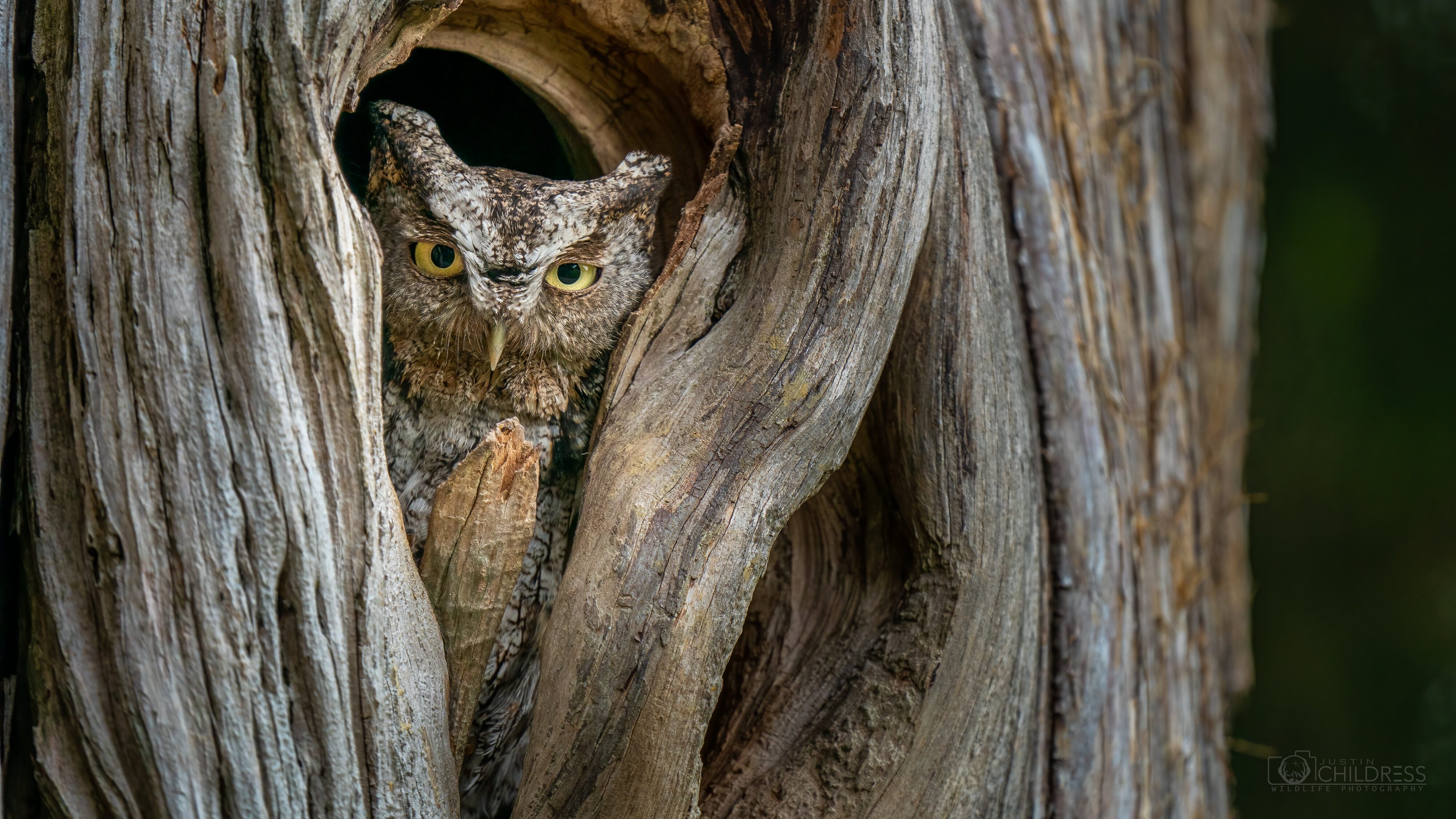 Gray Morph Eastern Screech Owl