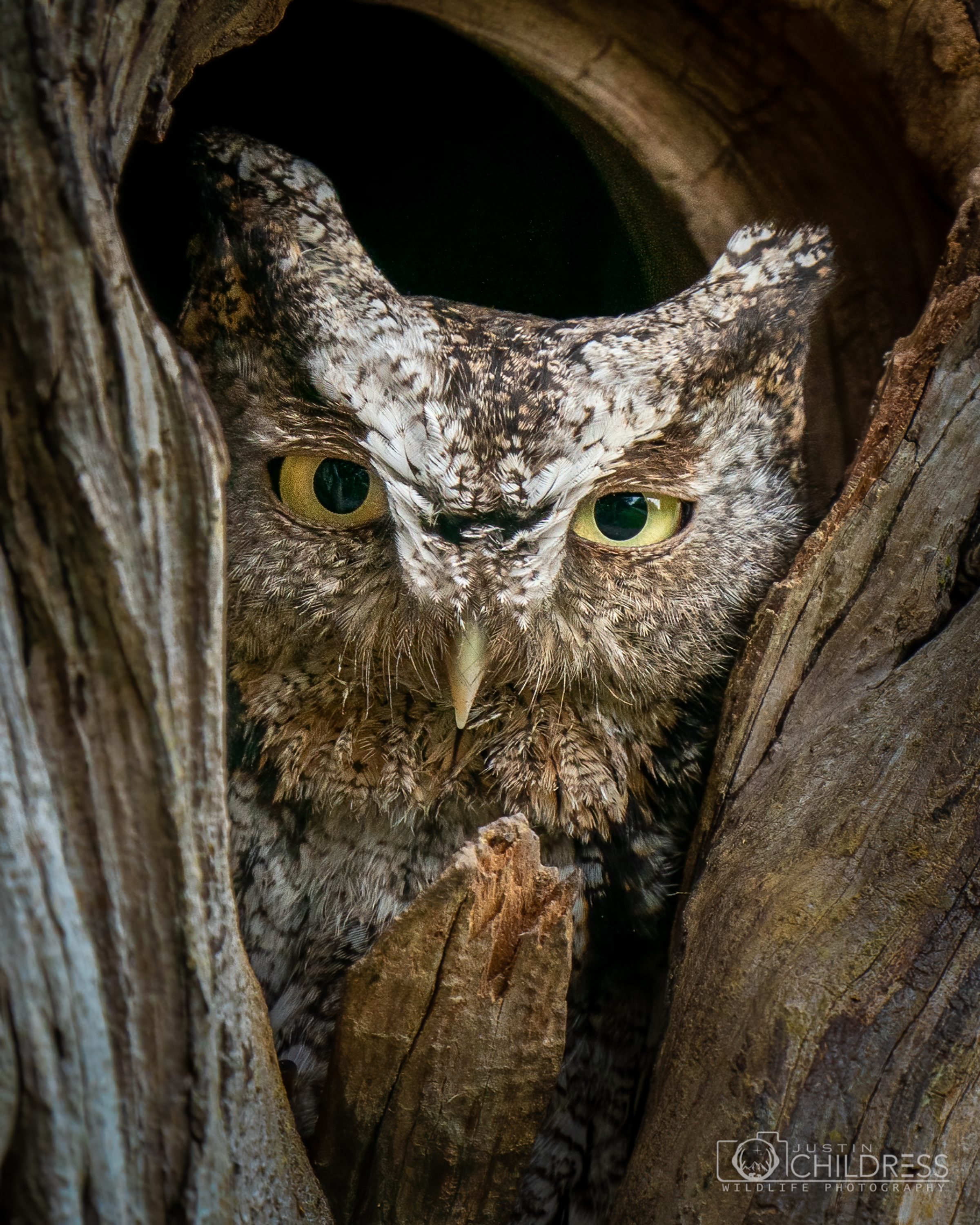 Gray Morph Eastern Screech Owl