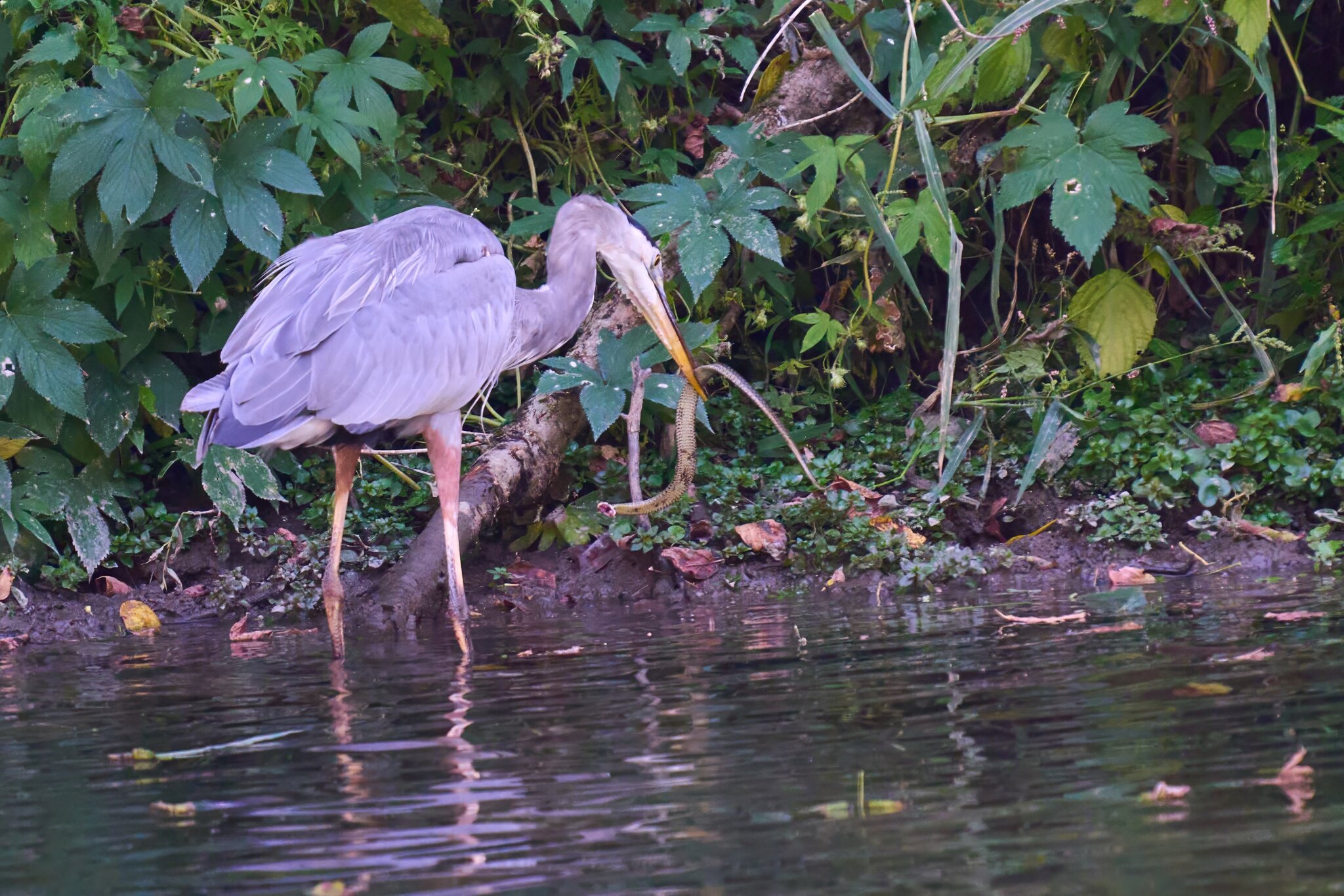 Great Blue Heron - BCSP TB - 10052024 - 03- DN.jpg