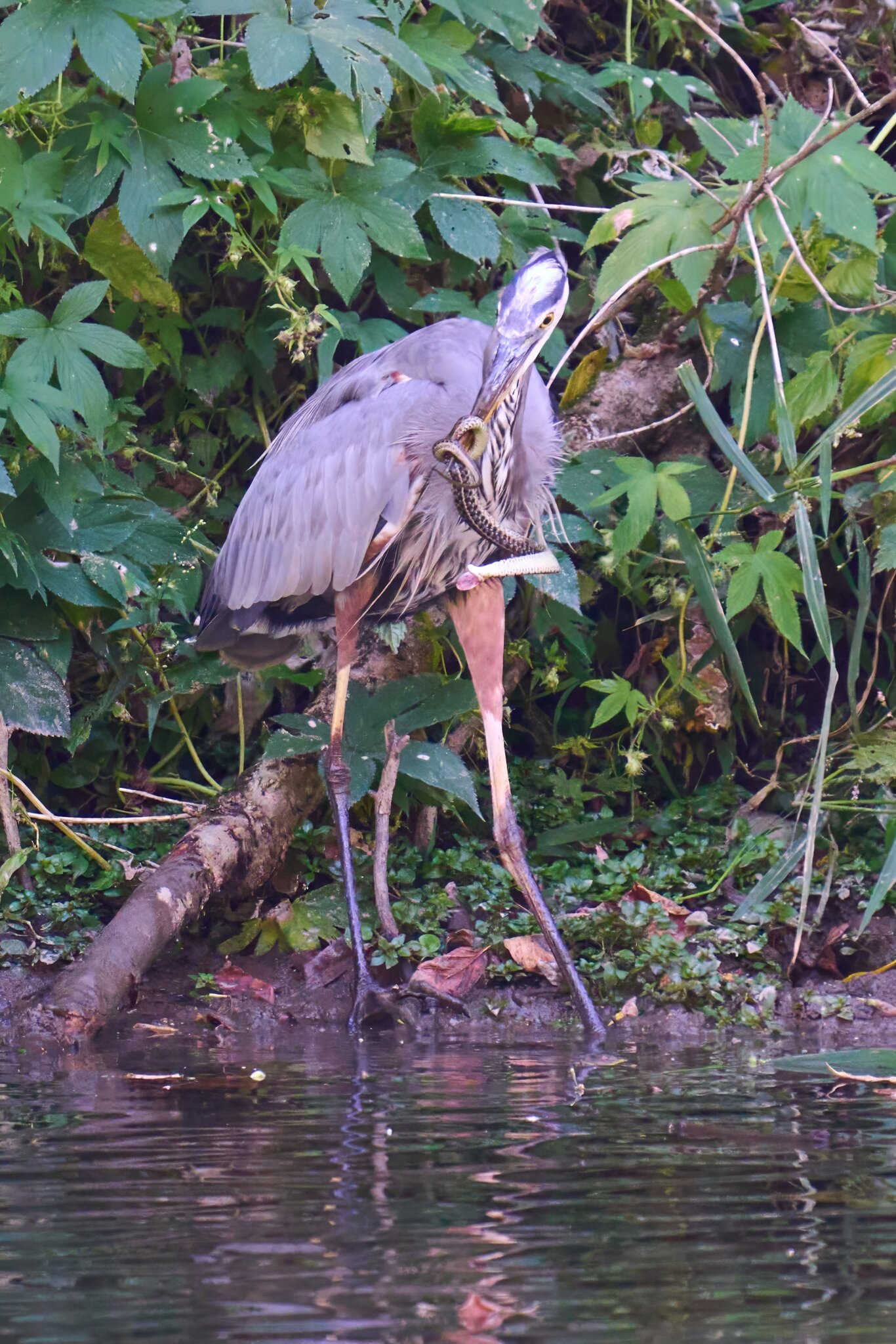 Great Blue Heron - BCSP TB - 10052024 - 06- DN.jpg