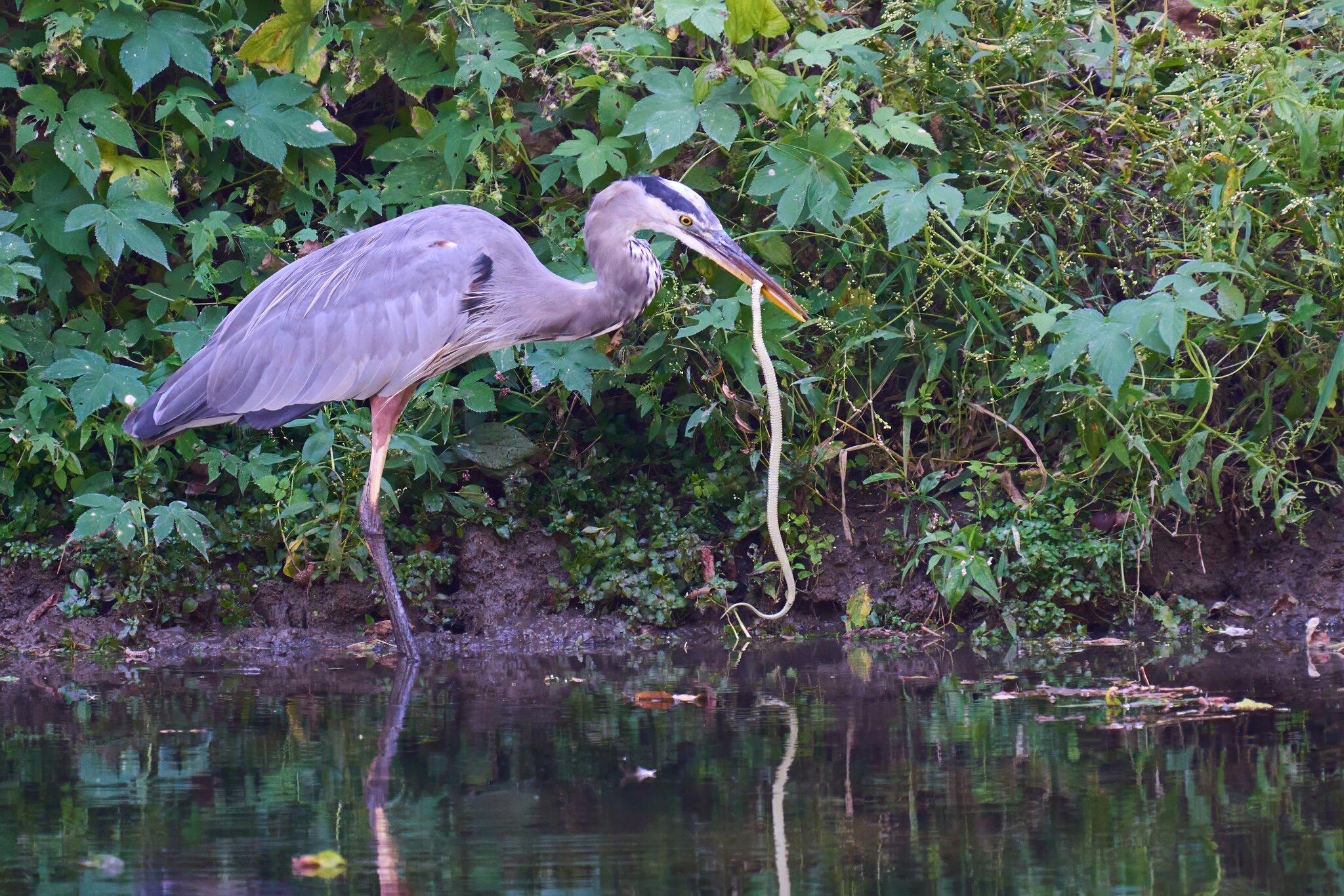 Great Blue Heron - BCSP TB - 10052024 - 10- DN.jpg