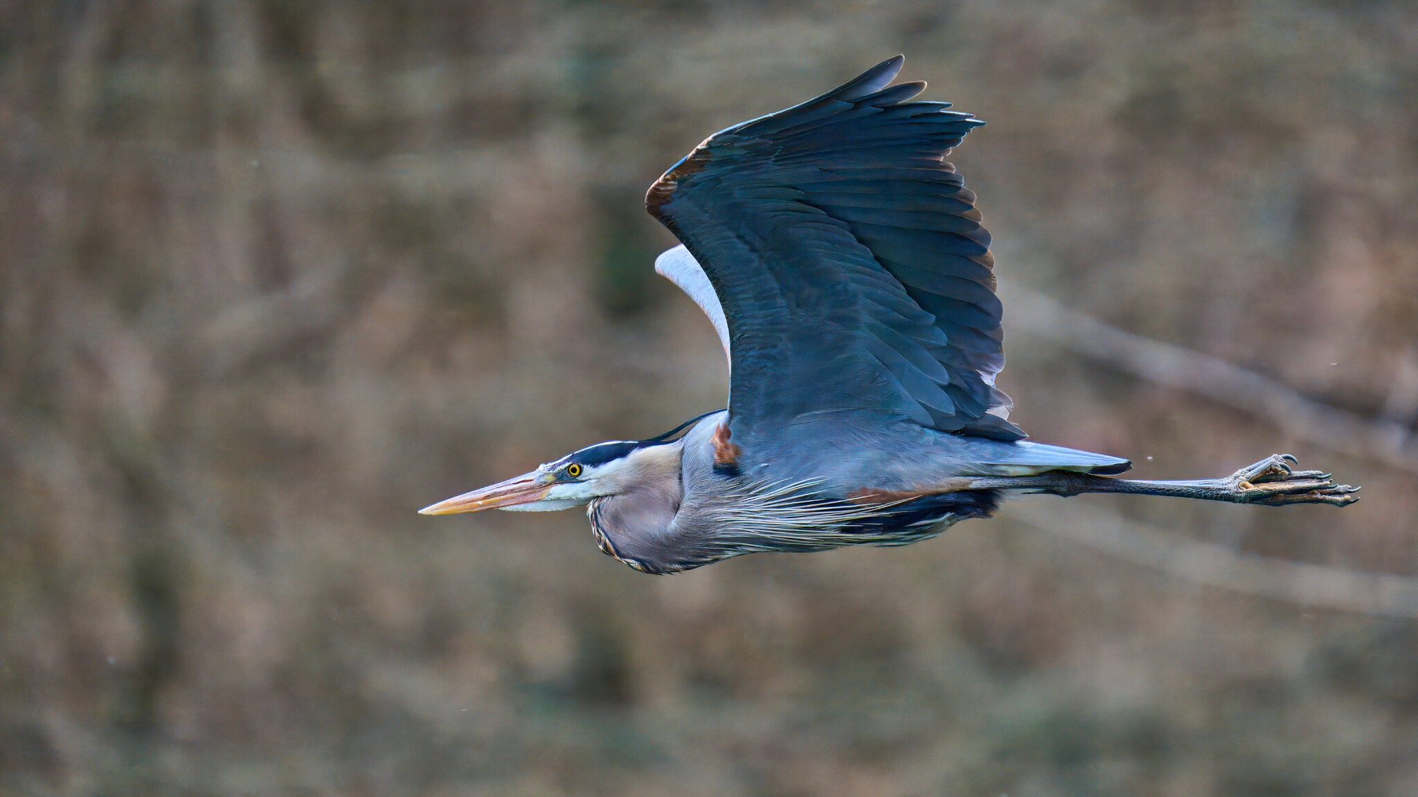 Great Blue Heron - Brandywine - 03152025 - 01 - rDN.jpg