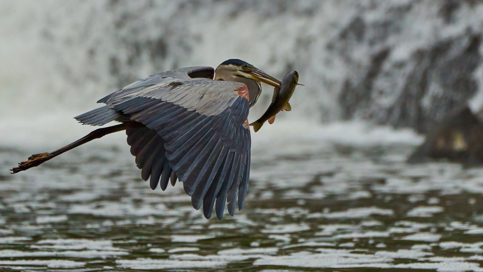 Great Blue Heron - Brandywine - 04152023 - 02-DN.jpg