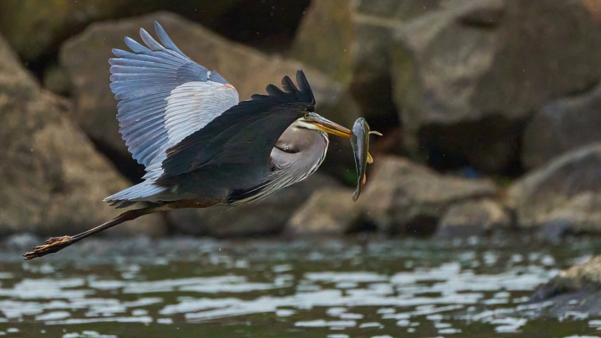 Great Blue Heron - Brandywine - 04152023 - 04-DN.jpg