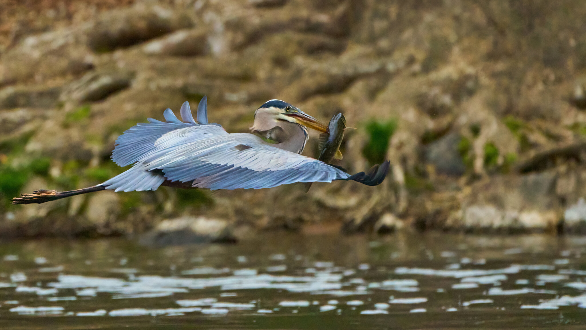 Great Blue Heron - Brandywine - 04152023 - 06-DN.jpg