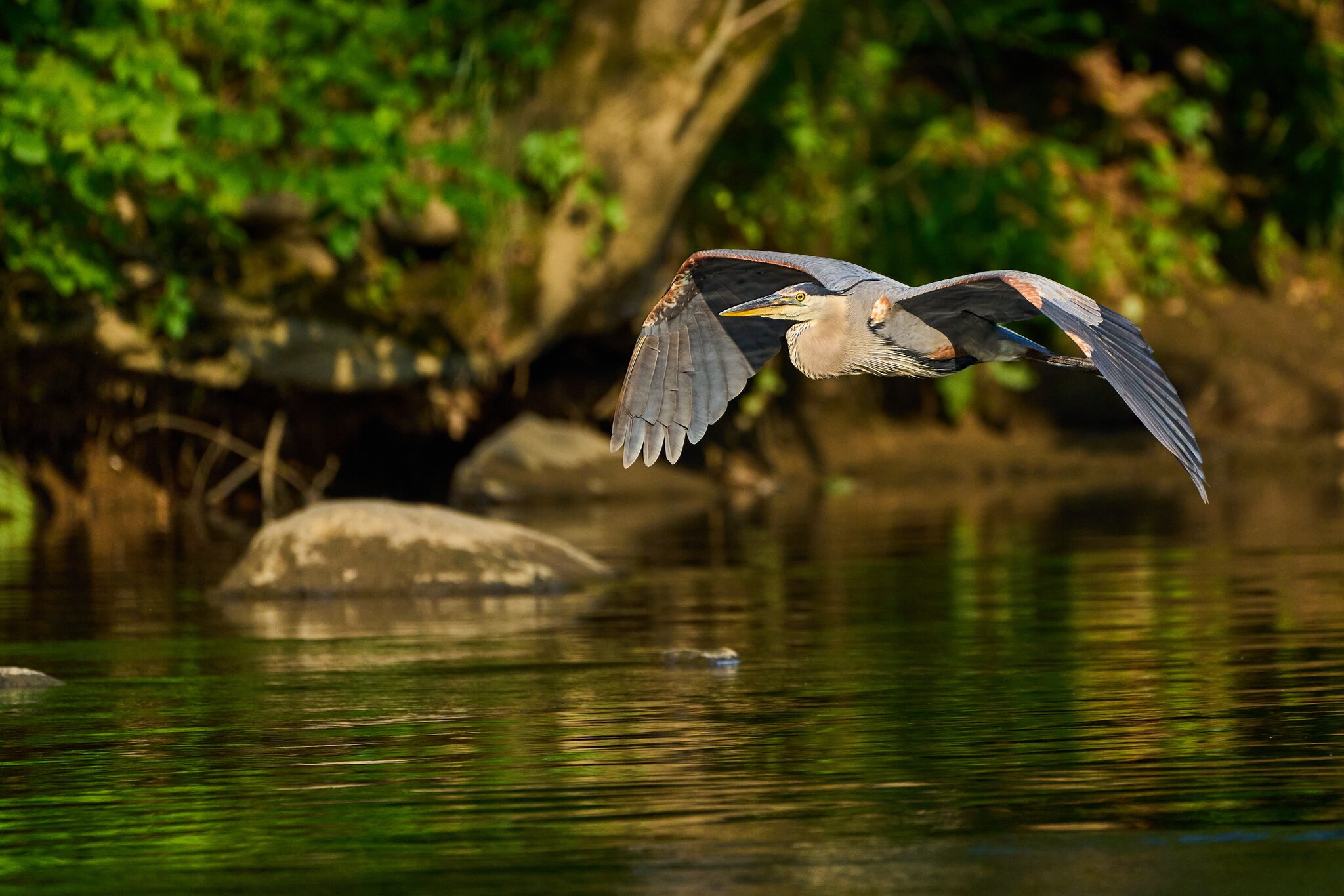 Great Blue Heron - Brandywine - 06182023 - 04- DN.jpg