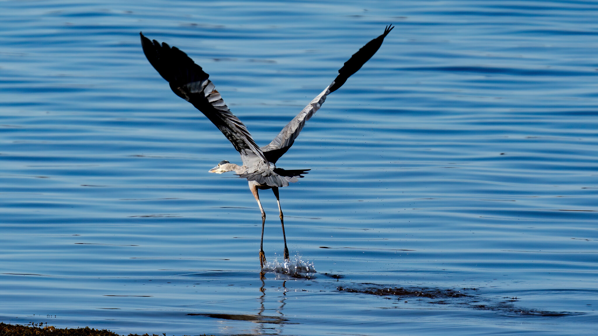 Great Blue Heron