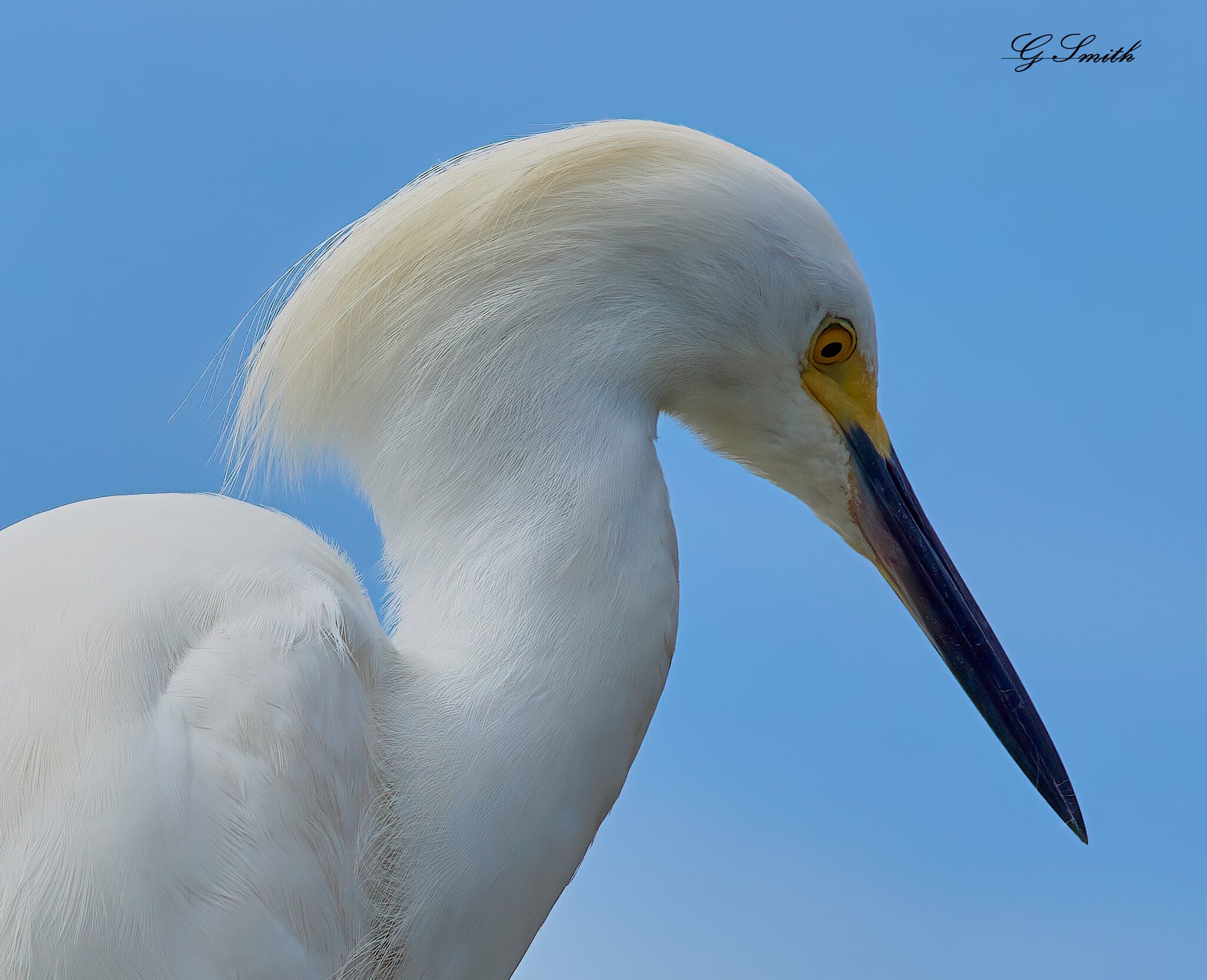 great egret 2.jpg