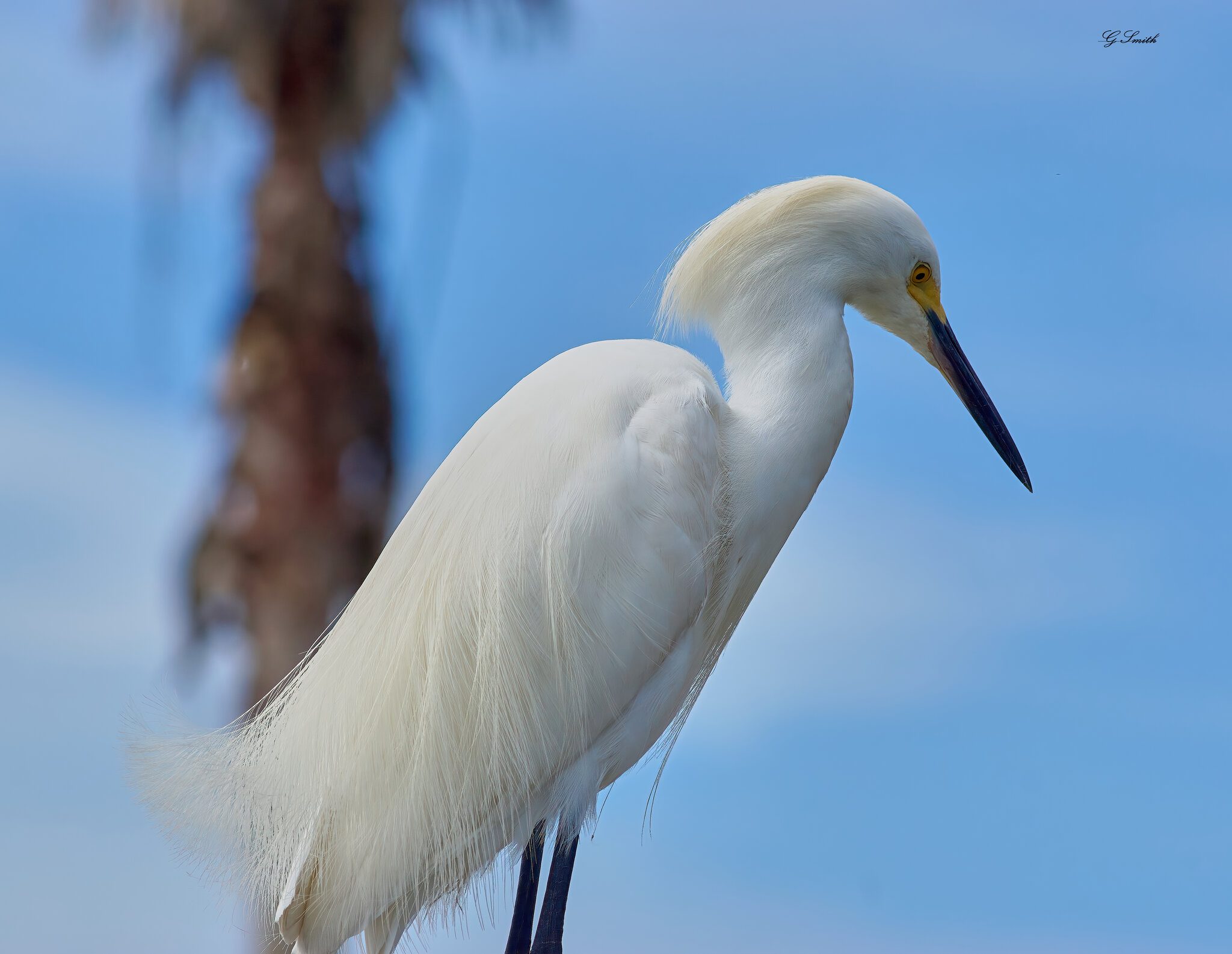 great egret 3.jpg