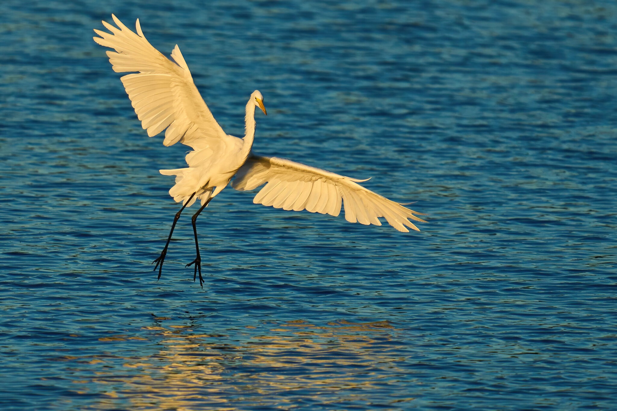 Great Egret - Bombay Hook NWR - 08142022 - 03-DN.jpg