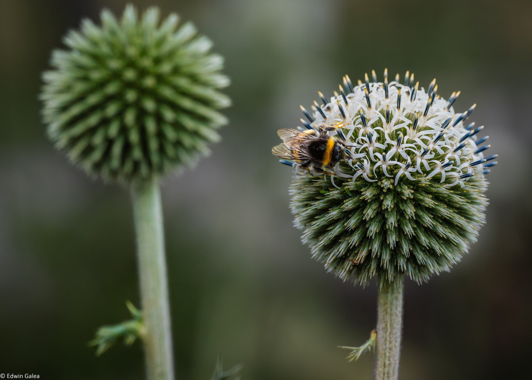 great globe thistle with bee-1.jpg