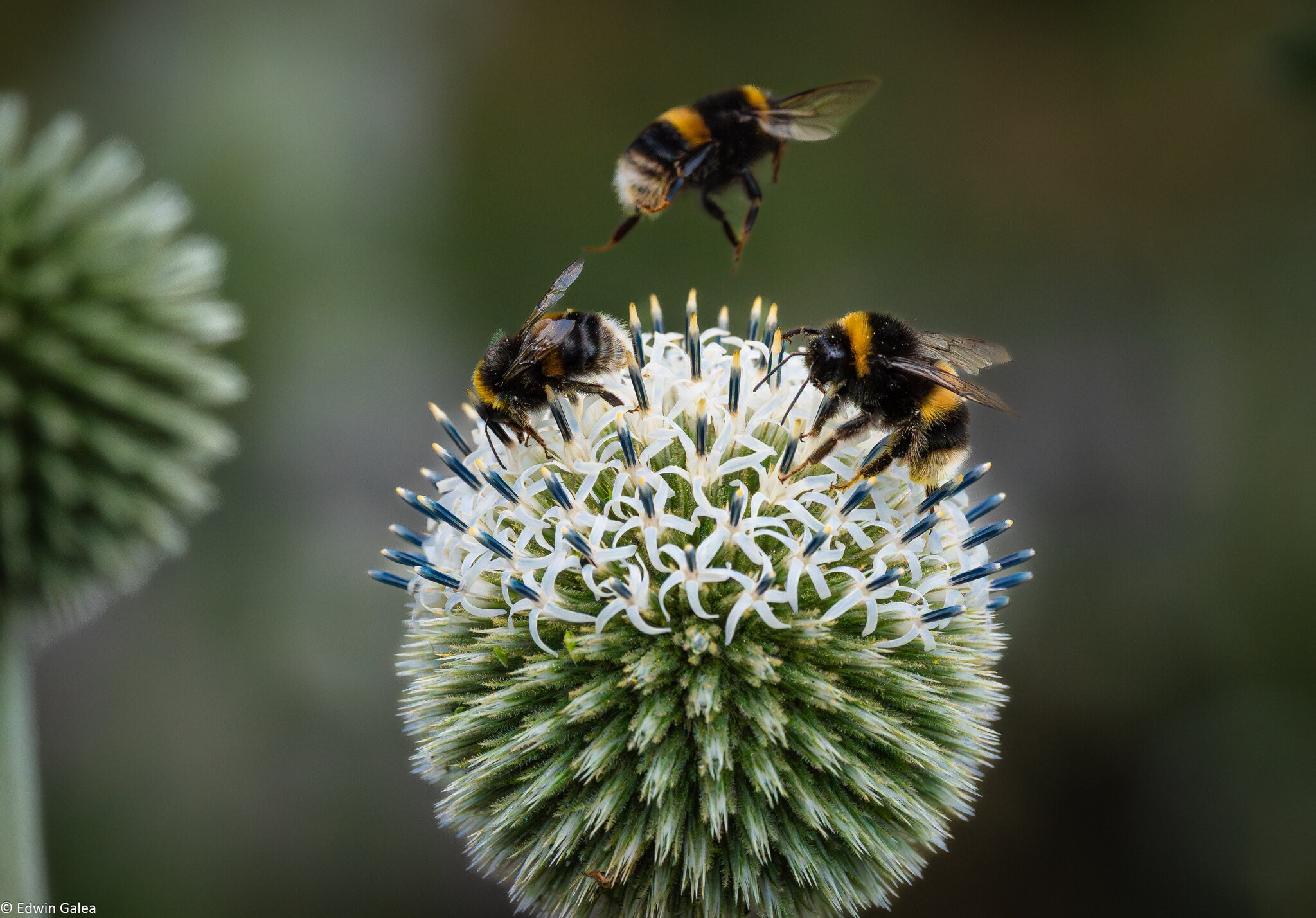 great globe thistle with bee-7.jpg