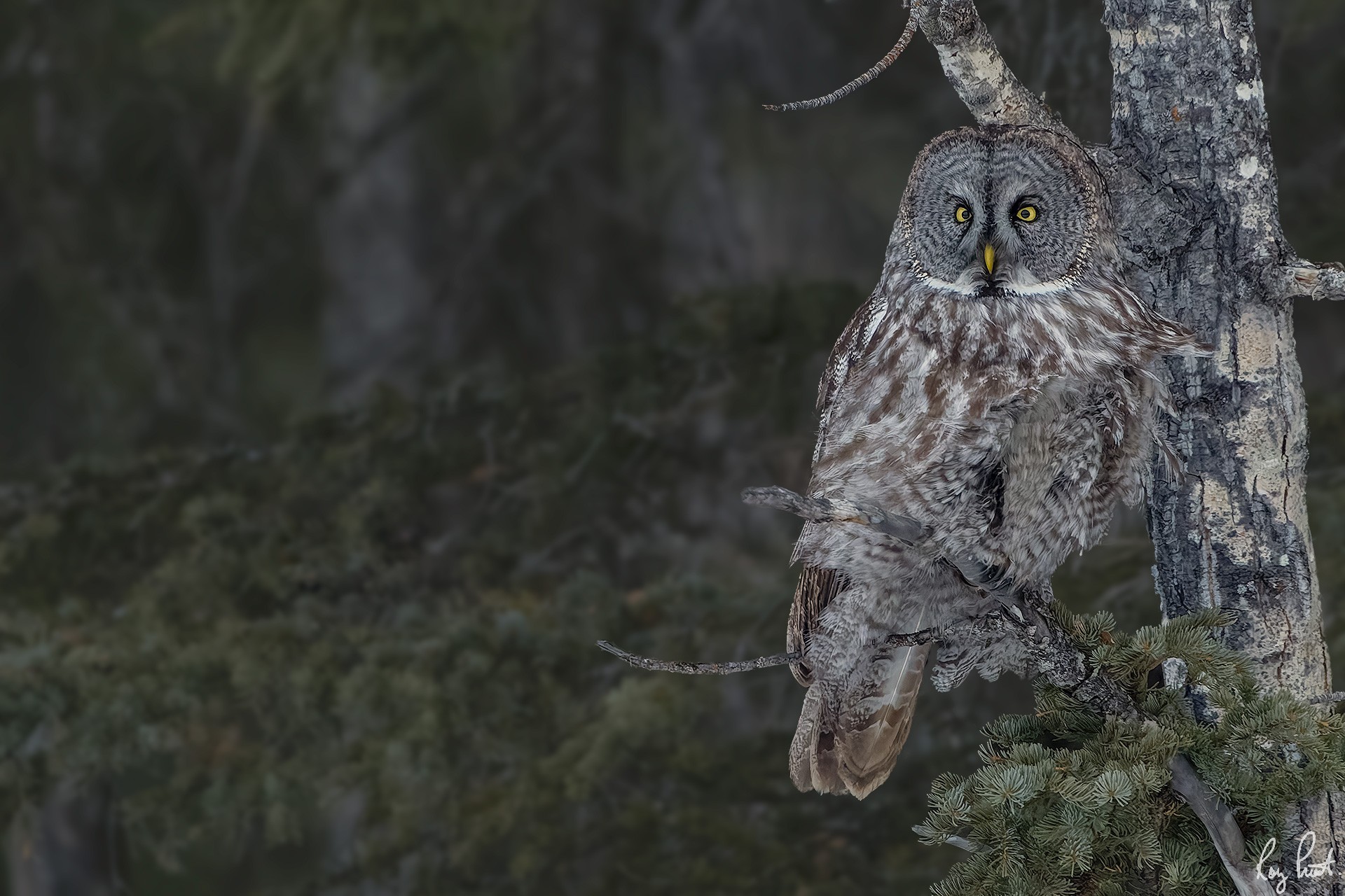 Great-Gray-Owl_DSC9854.jpg