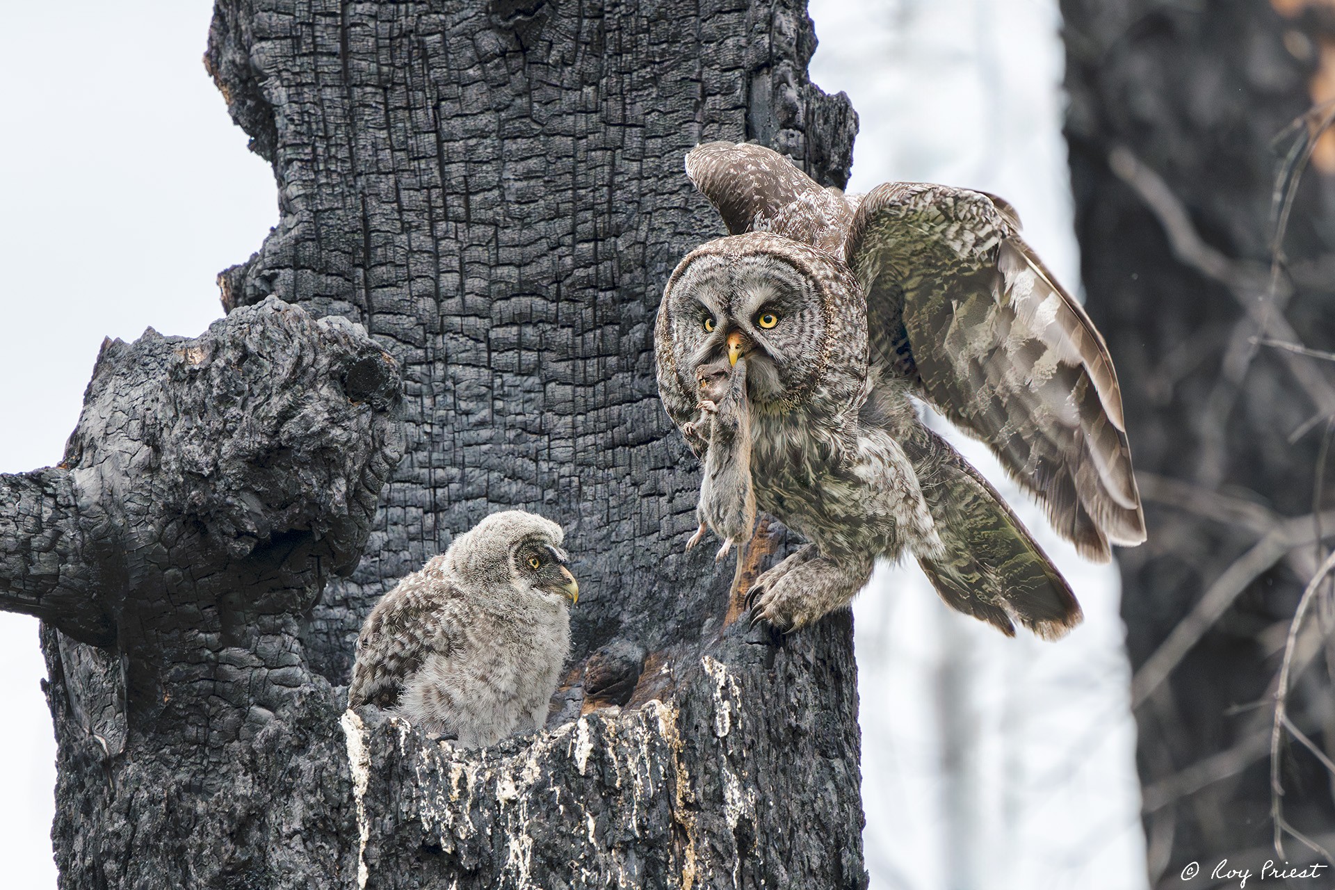 Great Gray Owl_RP20089.jpg