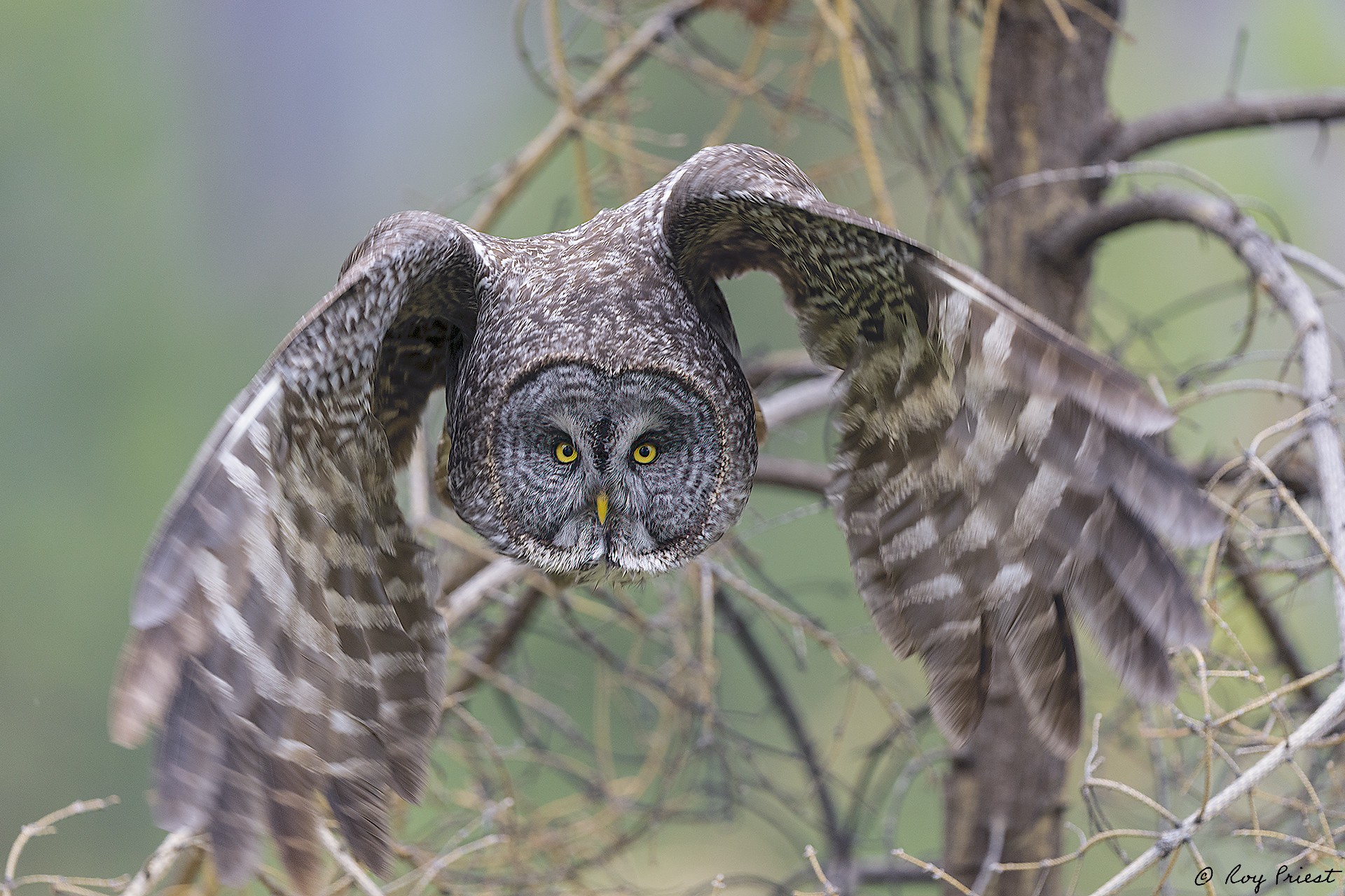 Great-Gray-Owl_RP23542.jpg