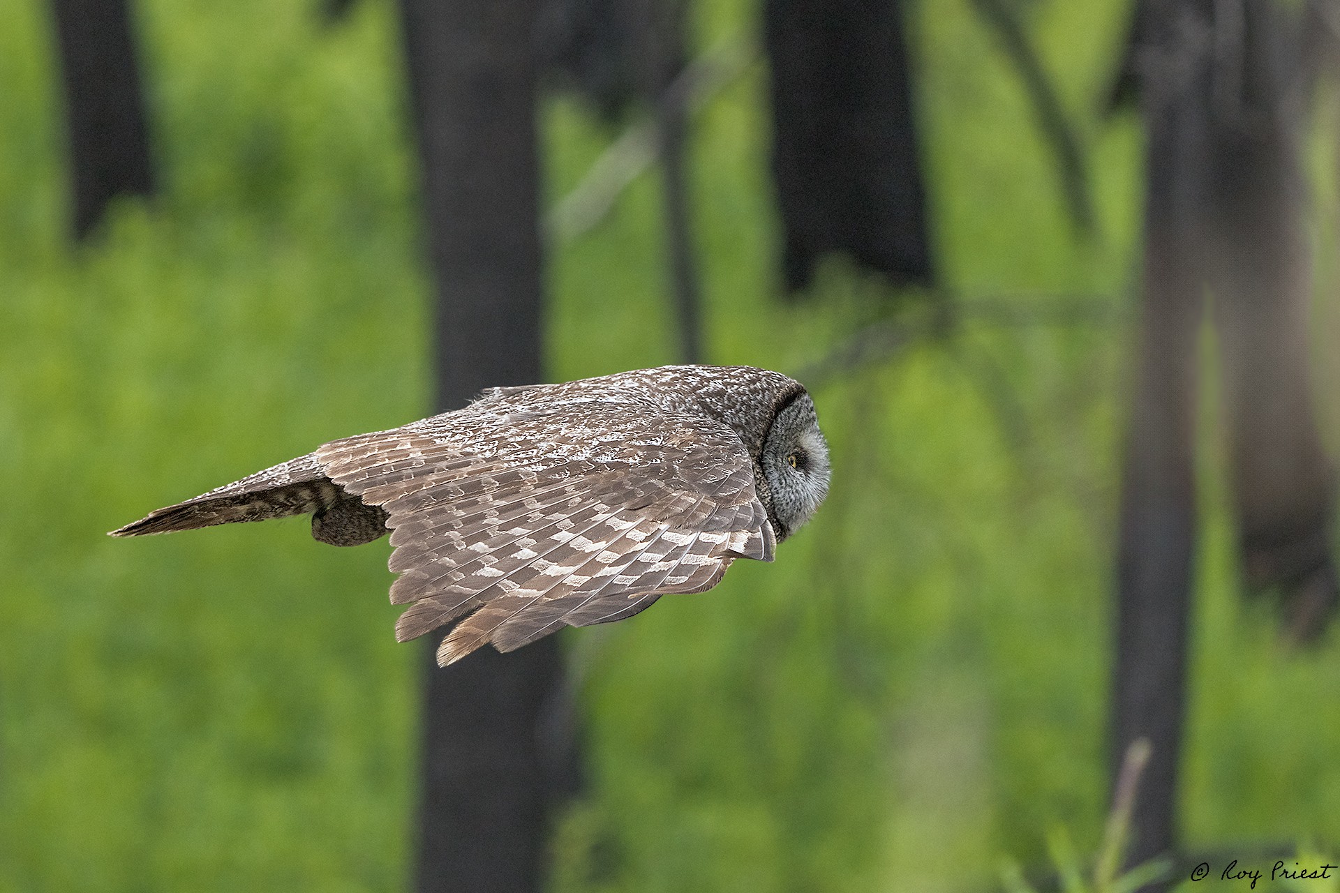 Great-Gray-Owl_RP28472..jpg