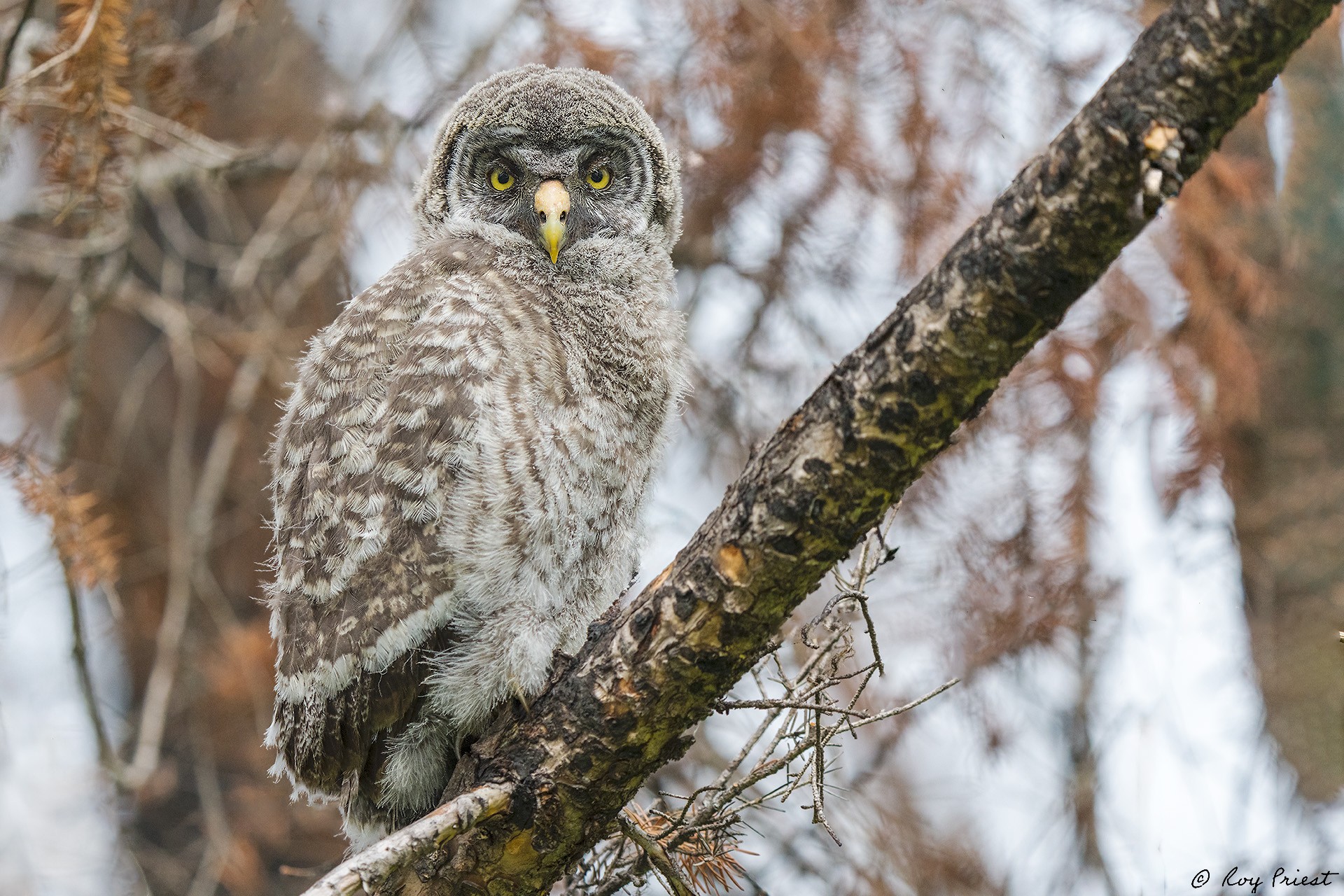 Great Gray Owl_RP28833.jpg