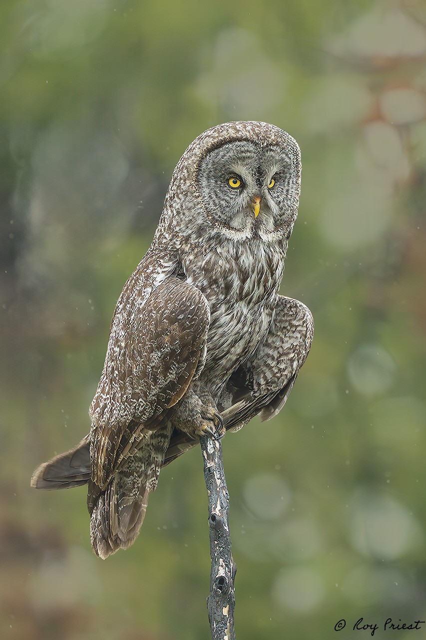 Great Gray Owl_RP29589.jpg